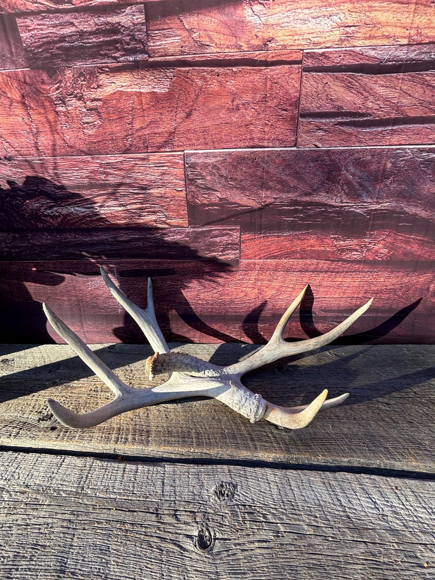 Matching Mule Deer Antler Set. For Decor. Wild, Naturally Shed, Canadian Deer Antler set.