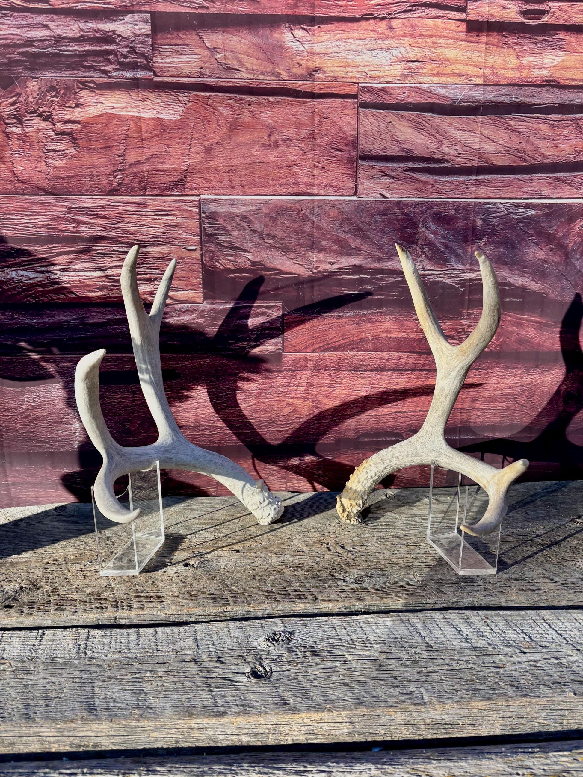 Matching Mule Deer Antler Set. For Decor. Wild, Naturally Shed, Canadian Deer Antler set.