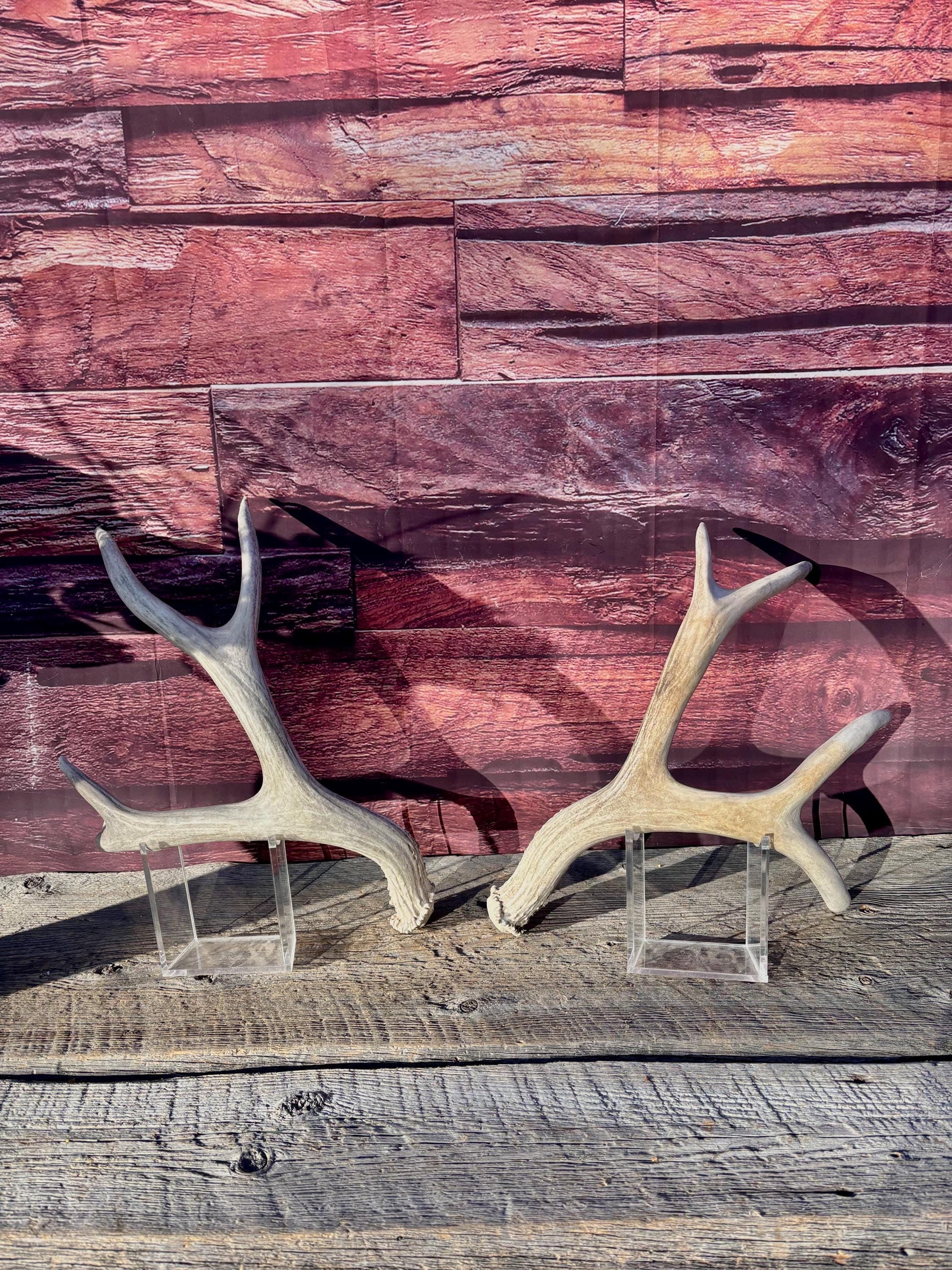 Matching Mule Deer Antler Set. For Decor. Wild, Naturally Shed, Canadian Deer Antler set.