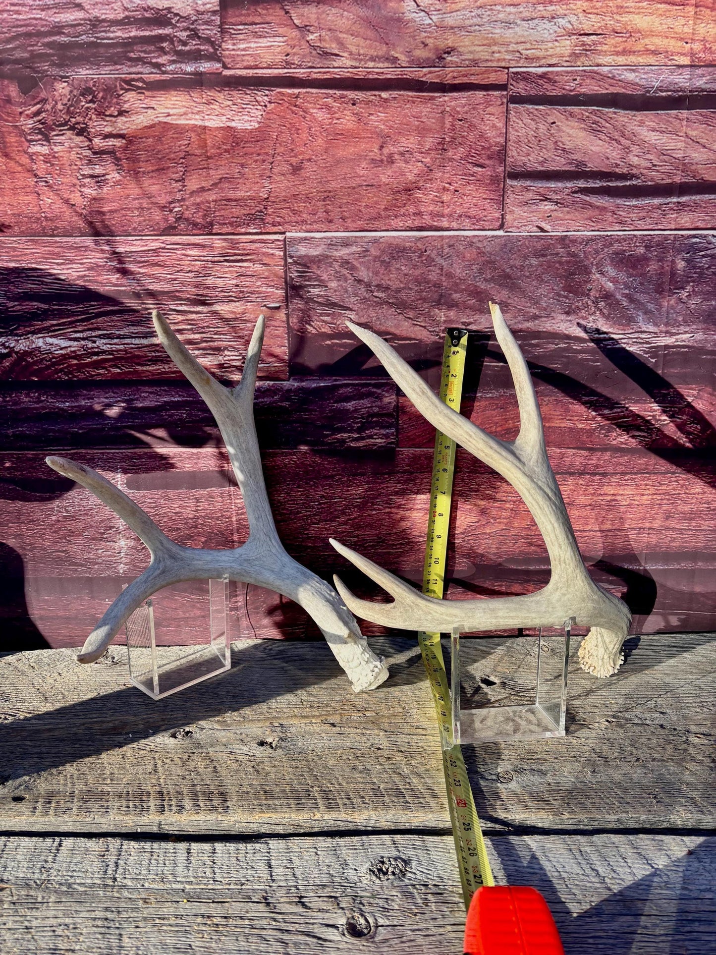 Matching Mule Deer Antler Set. For Decor. Wild, Naturally Shed, Canadian Deer Antler set.
