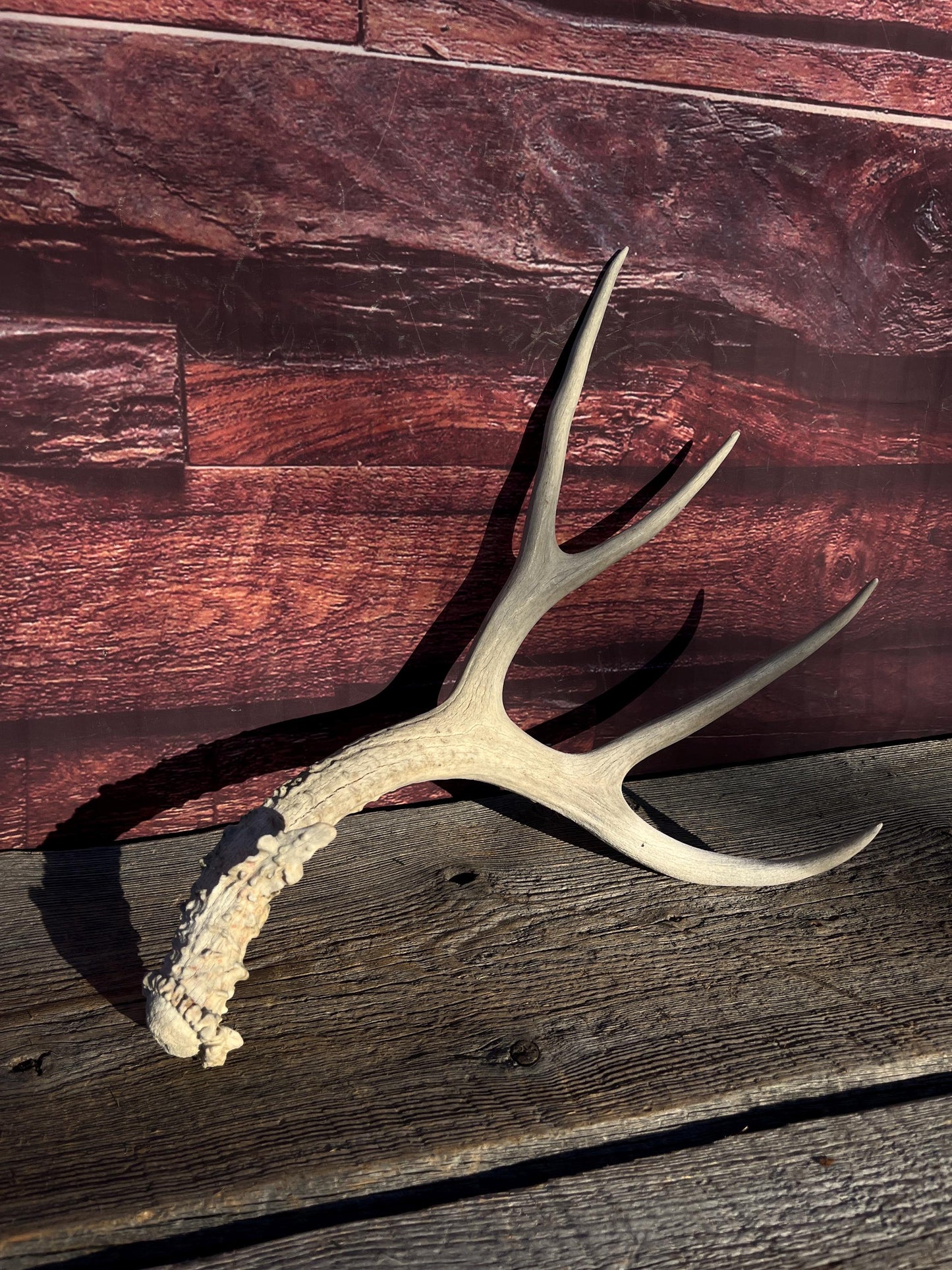 Naturally Shed Mule Deer Antler. Decor piece, Table Centerpiece, and More.