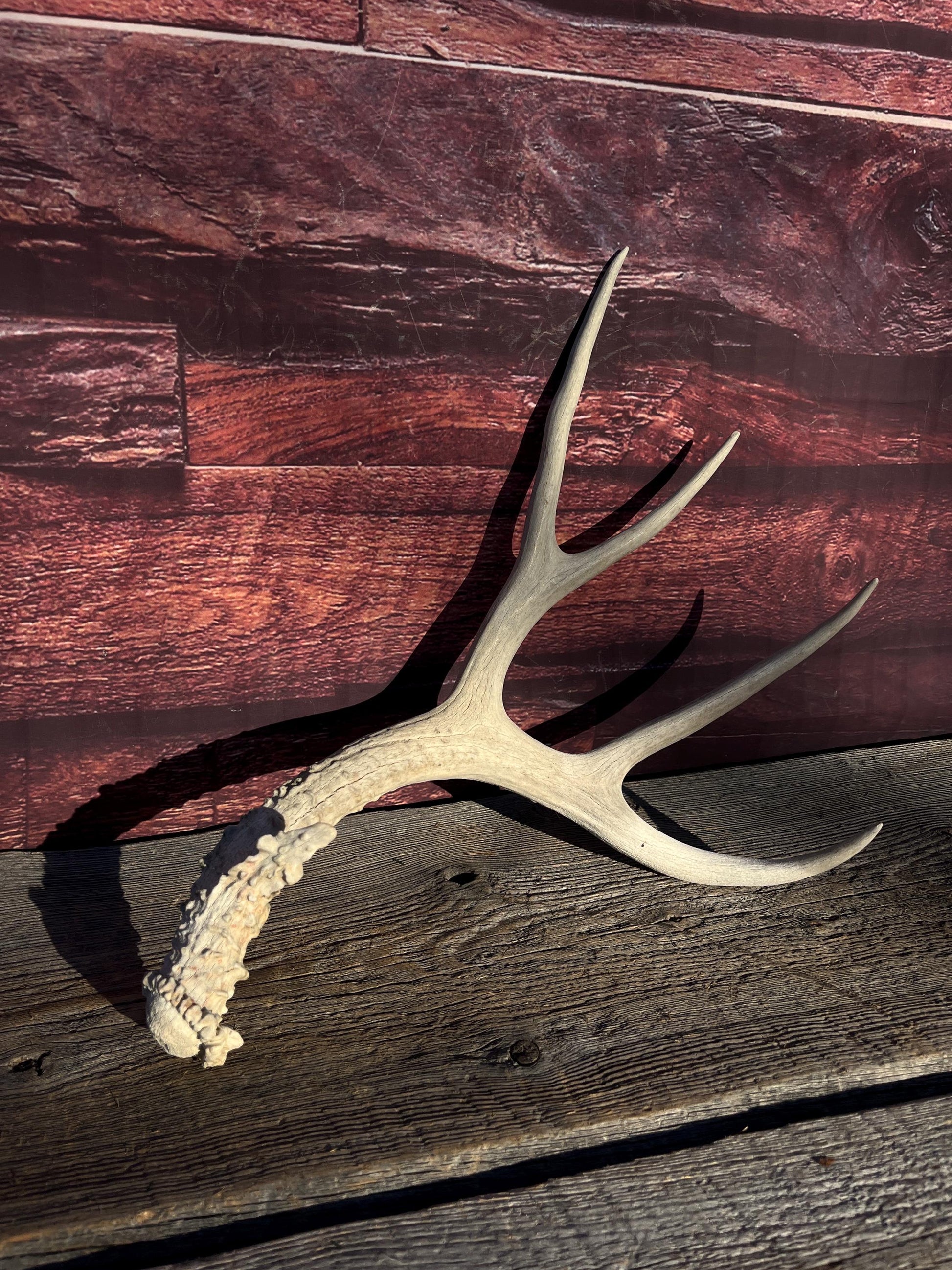 Naturally Shed Mule Deer Antler. Decor piece, Table Centerpiece, and More.