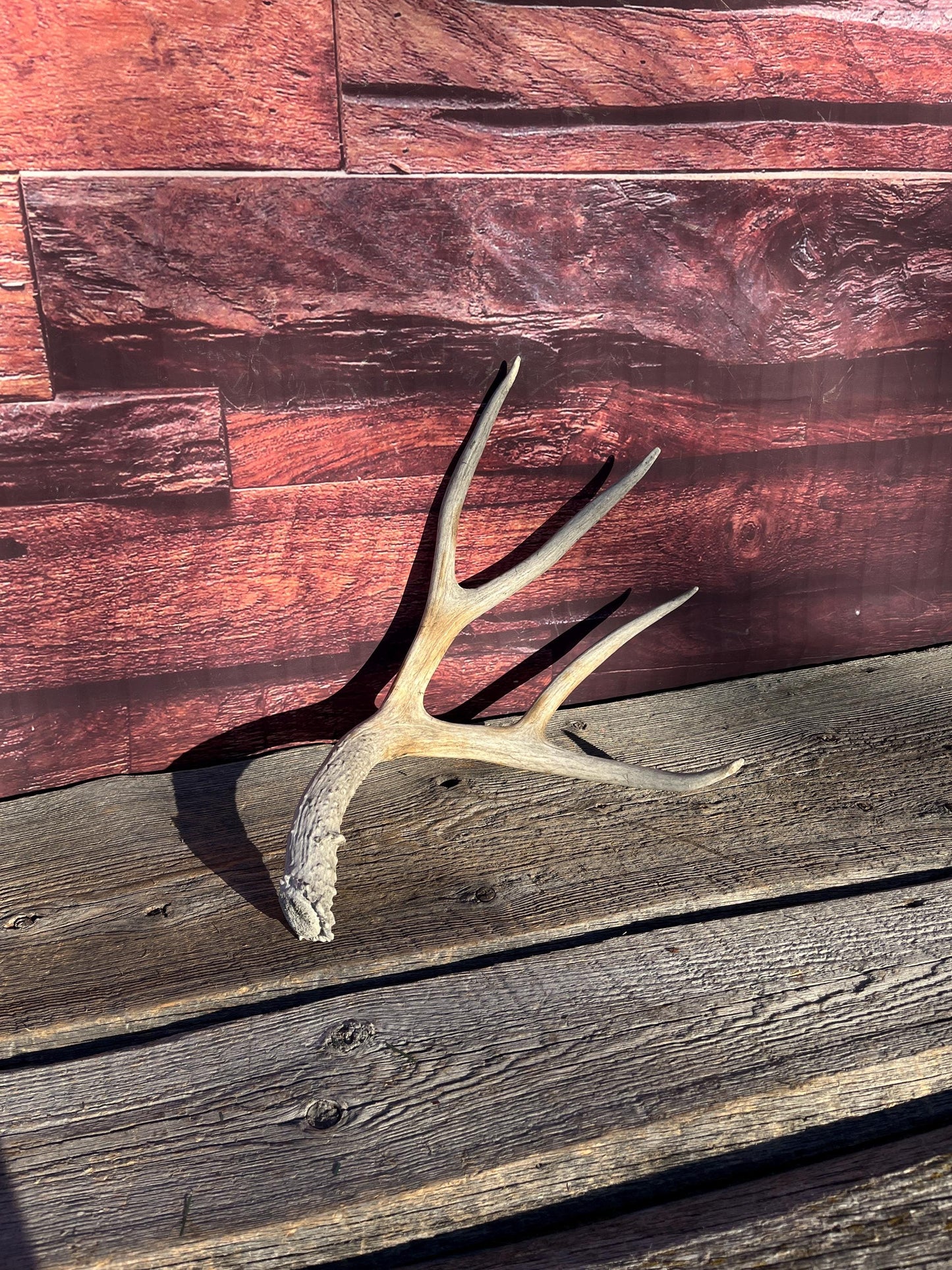 Mule Deer Antler - Rustic Cabin Decor & Crafting