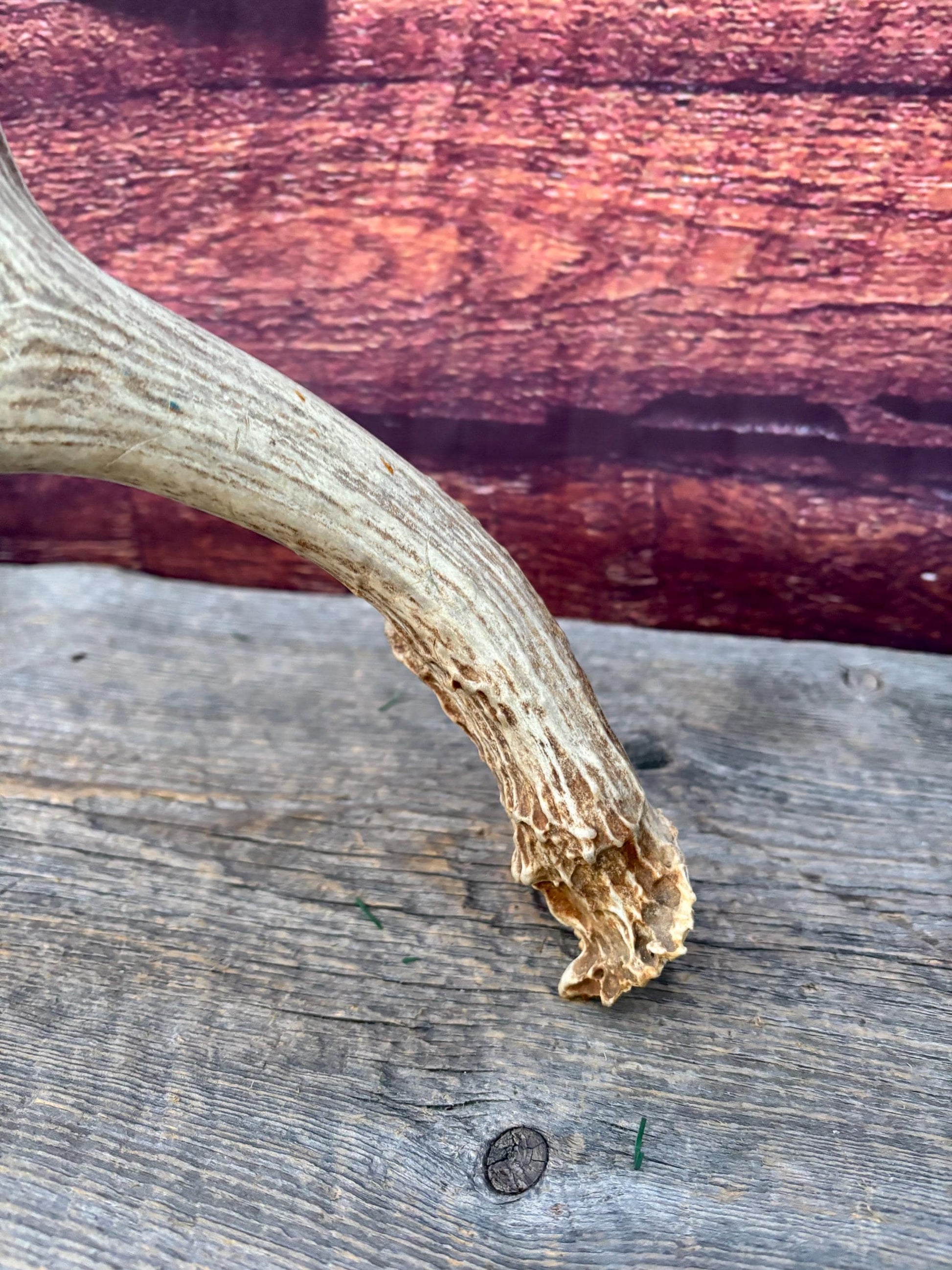Antlers. Mule Deer Matched Set! Naturally Shed - For Decor, Crafting, Pets and More