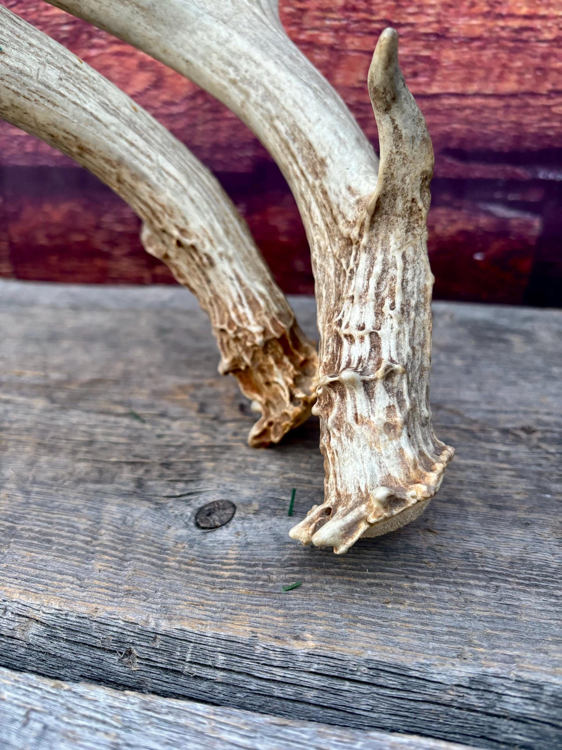 Antlers. Mule Deer Matched Set! Naturally Shed - For Decor, Crafting, Pets and More