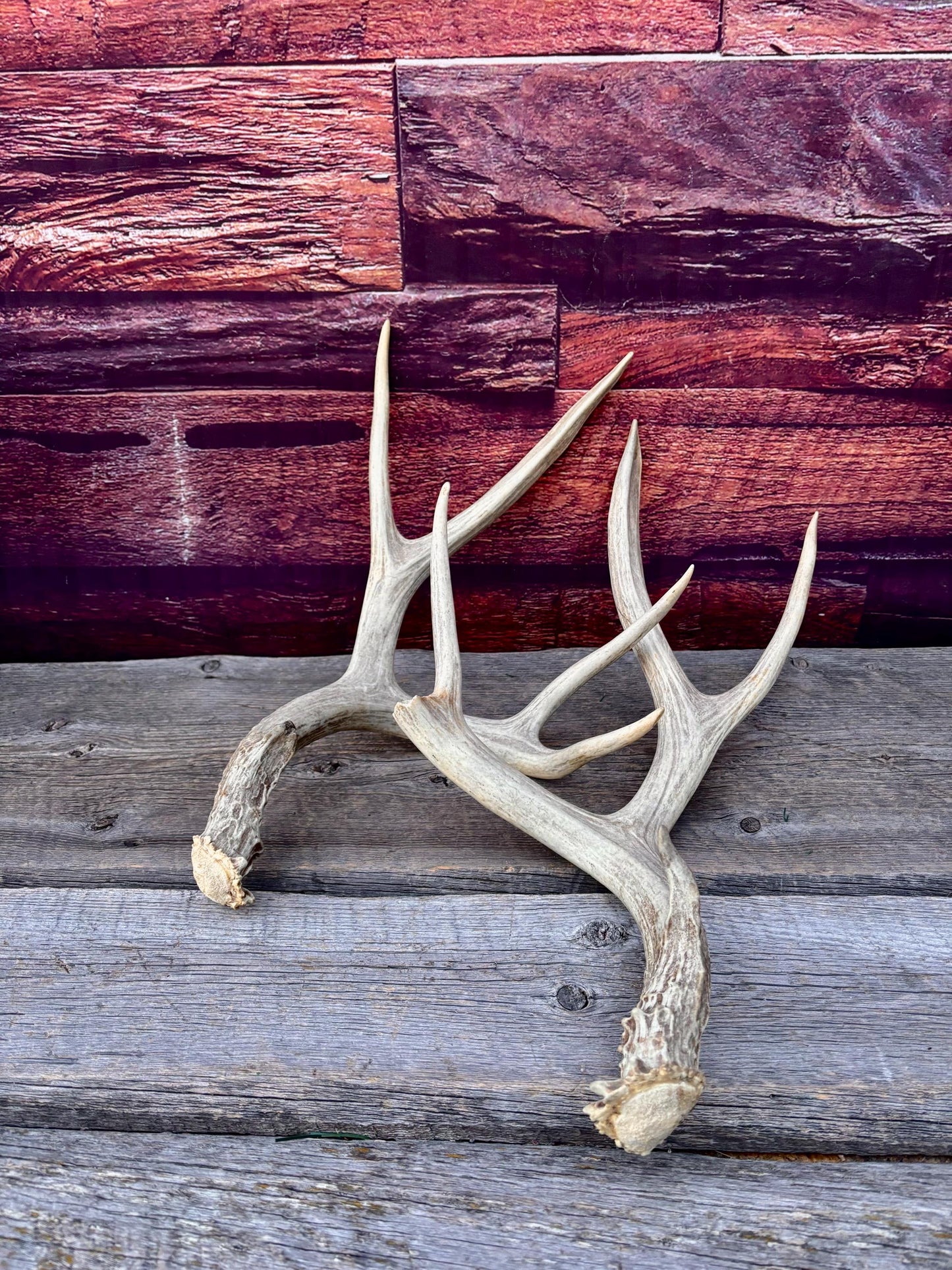 Antlers. Mule Deer Matched Set! Naturally Shed - For Decor, Crafting, Pets and More