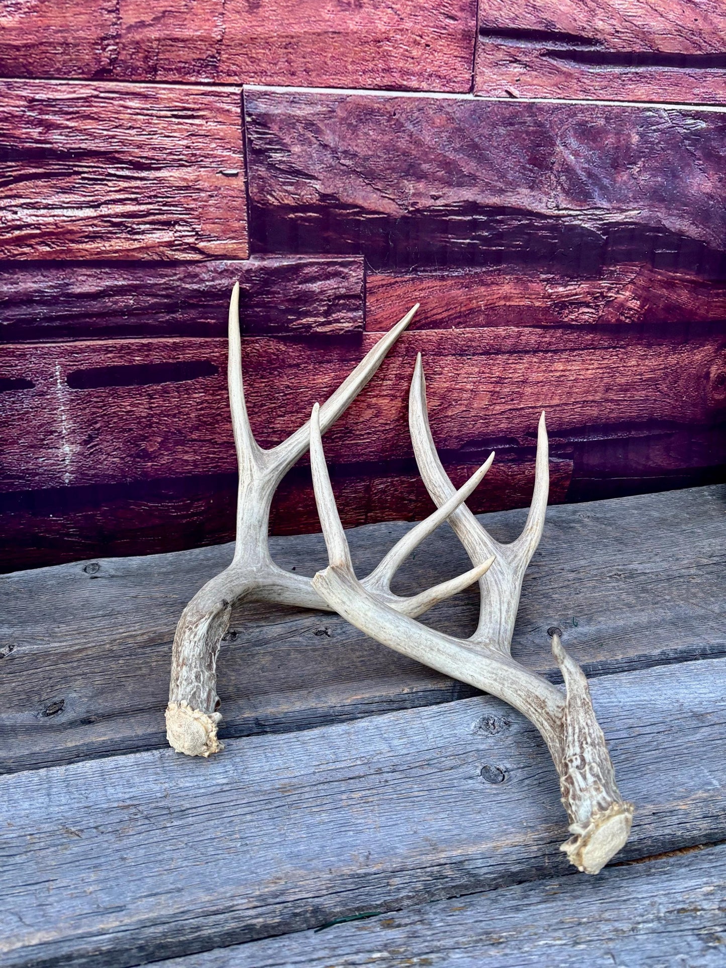 Antlers. Mule Deer Matched Set! Naturally Shed - For Decor, Crafting, Pets and More