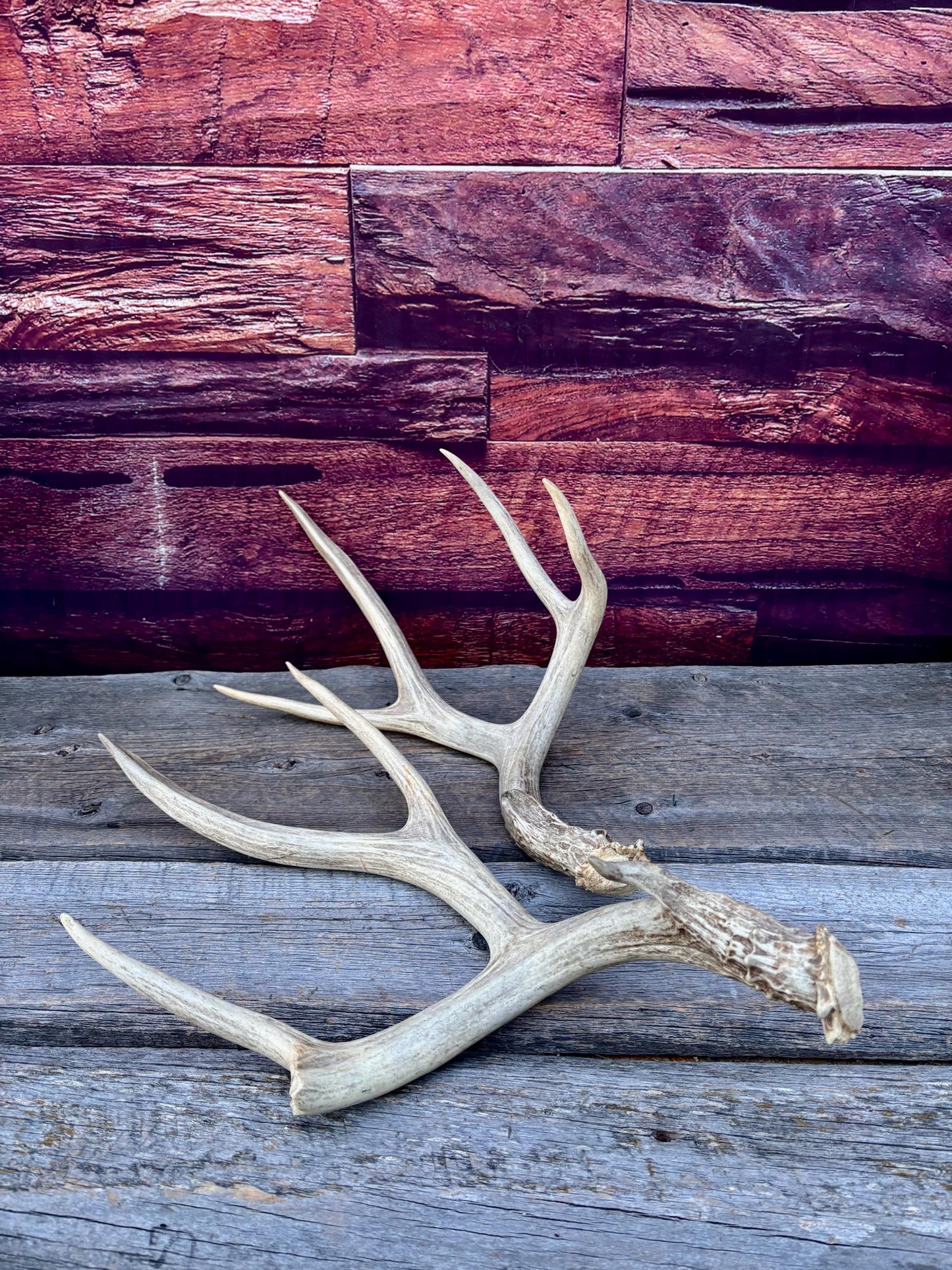 Antlers. Mule Deer Matched Set! Naturally Shed - For Decor, Crafting, Pets and More