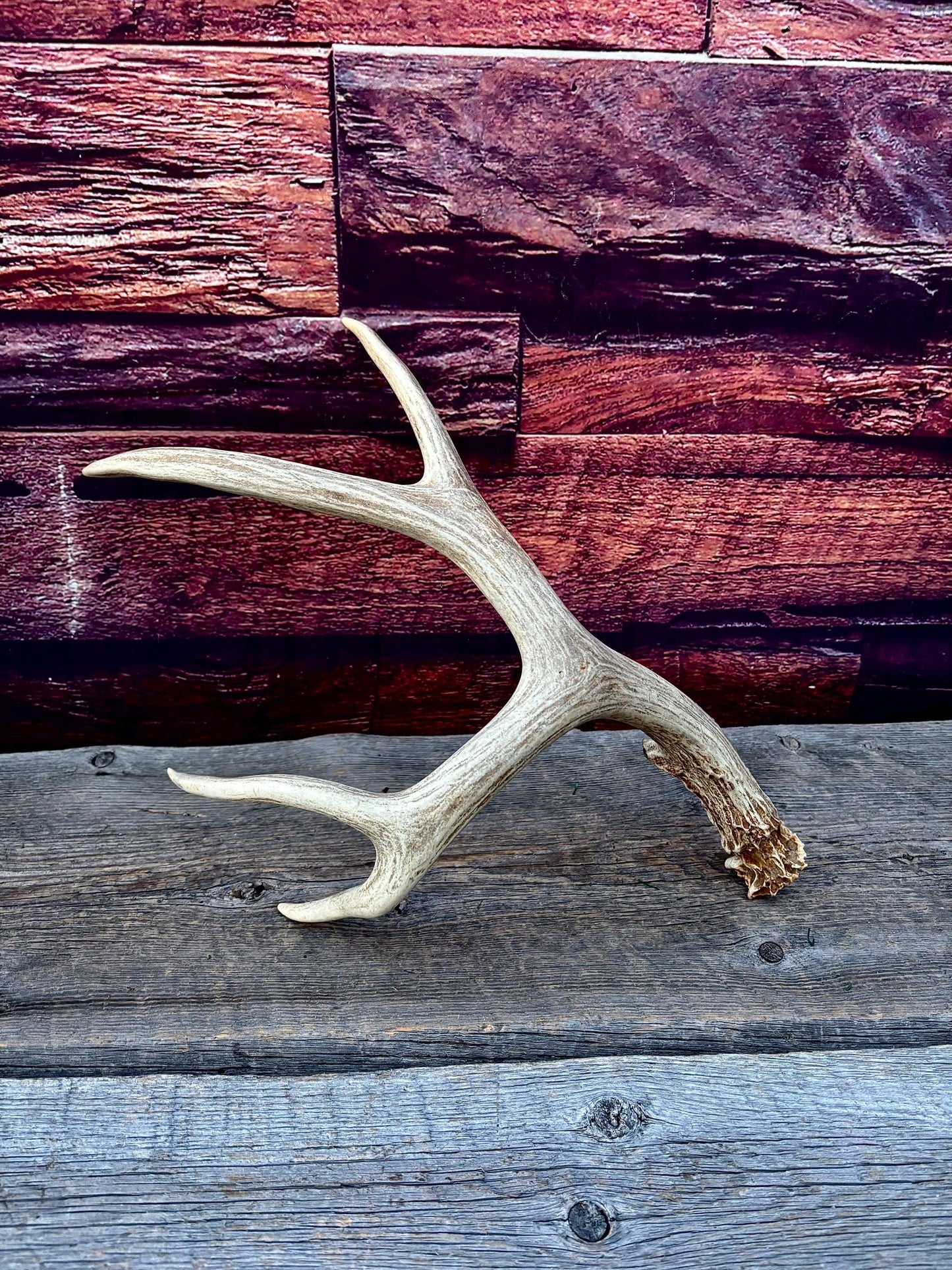 Antlers. Mule Deer Matched Set! Naturally Shed - For Decor, Crafting, Pets and More