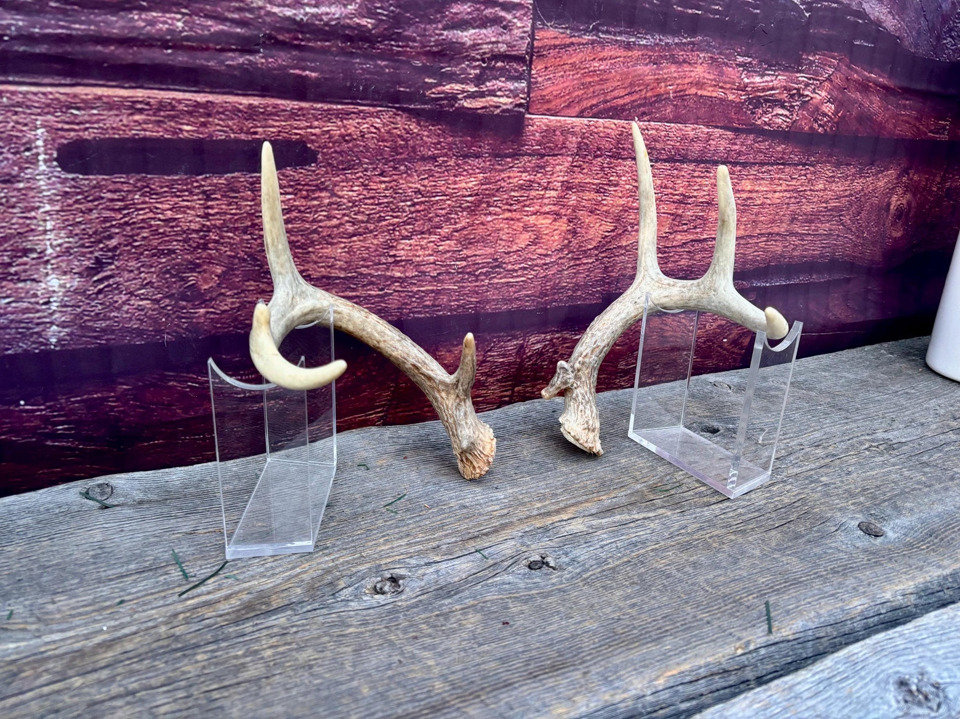 Deer Antlers - Small White-tailed Deer Matching set. Canadian Buck. Crafting and Decor Antlers