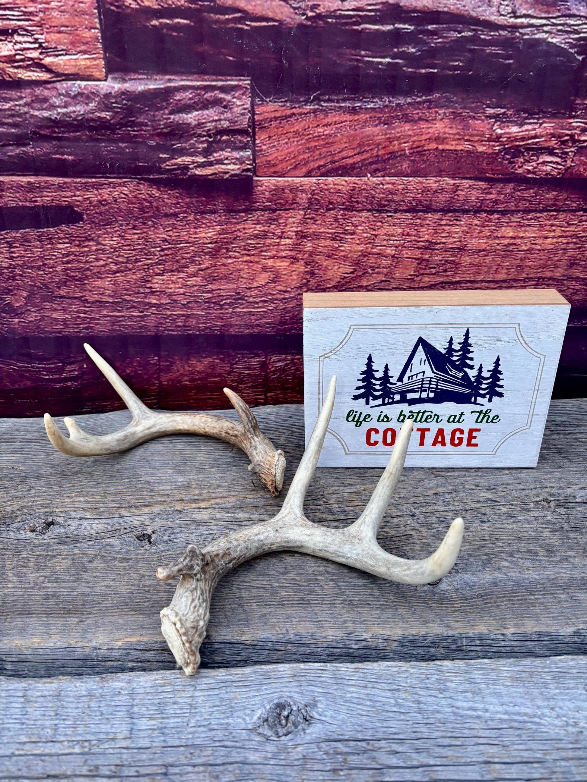 Deer Antlers - Small White-tailed Deer Matching set. Canadian Buck. Crafting and Decor Antlers