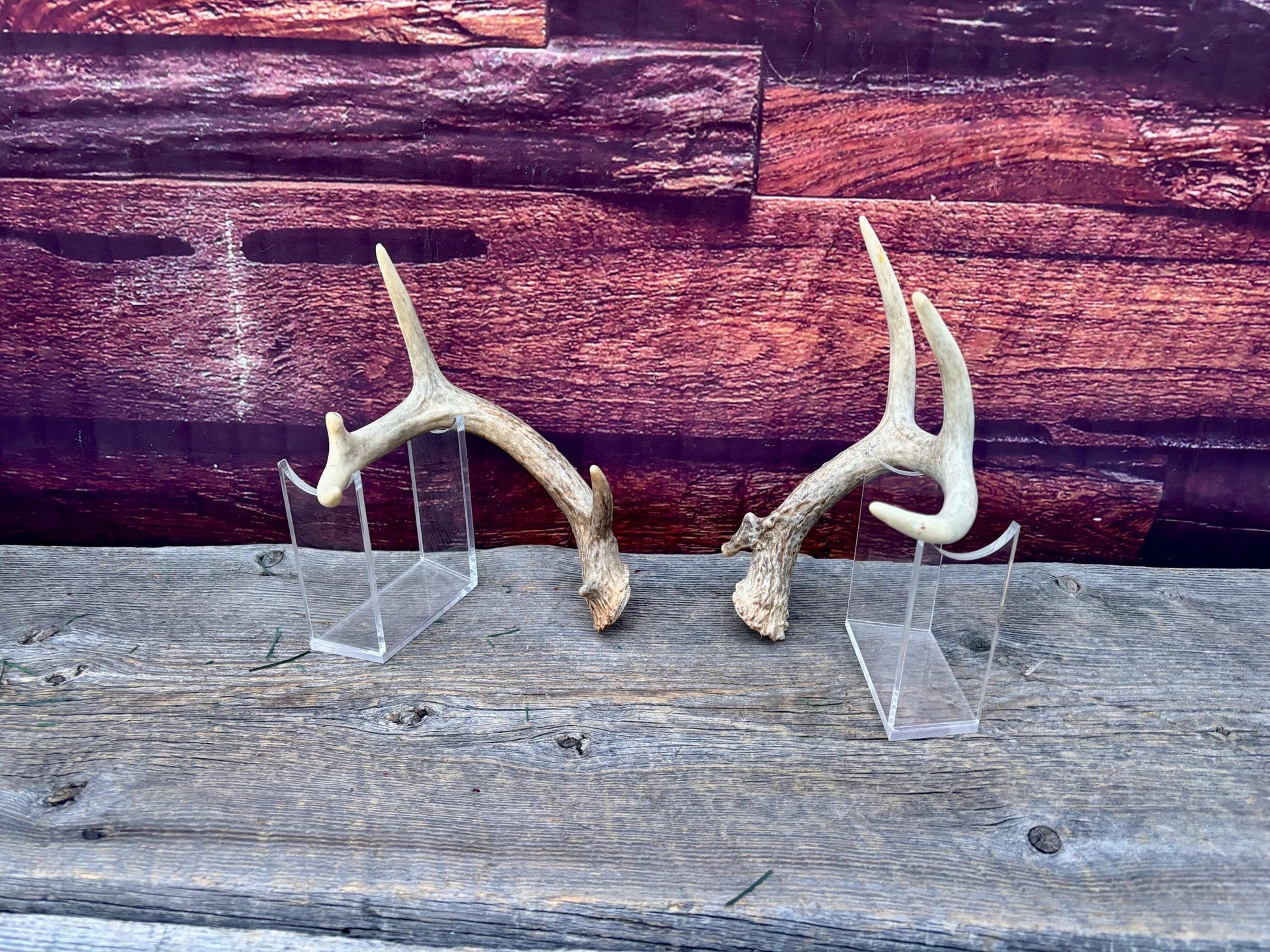 Deer Antlers - Small White-tailed Deer Matching set. Canadian Buck. Crafting and Decor Antlers
