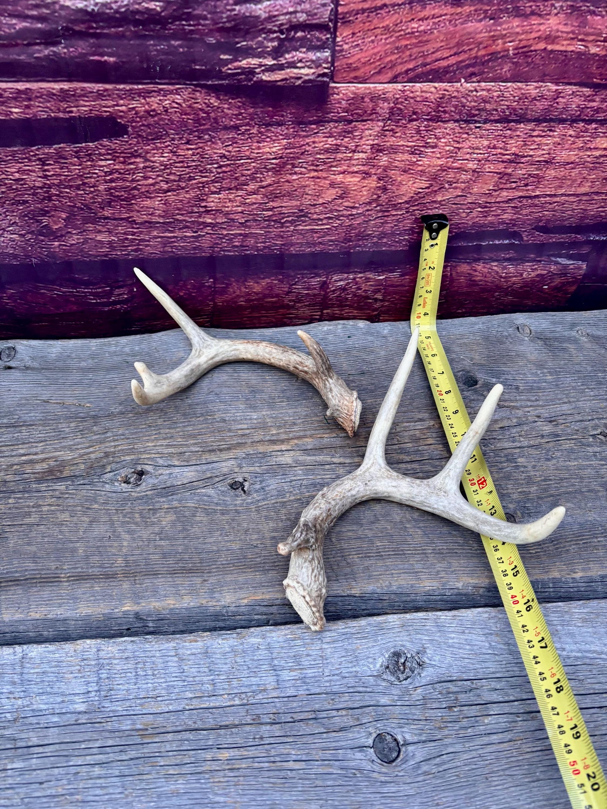 Deer Antlers - Small White-tailed Deer Matching set. Canadian Buck. Crafting and Decor Antlers