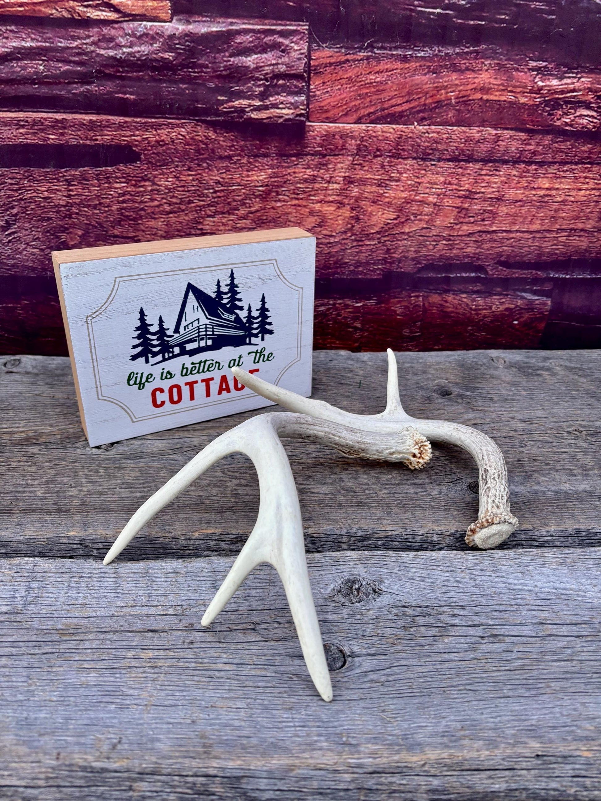 White-tailed Deer Antlers - Small and Asymmetrical Matching set. Canadian Buck. Crafting and Decor Antlers