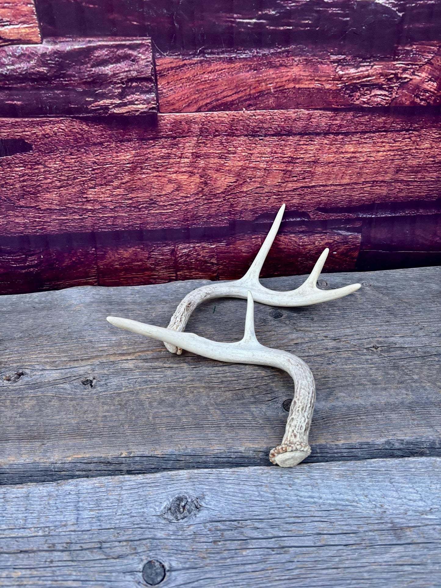 White-tailed Deer Antlers - Small and Asymmetrical Matching set. Canadian Buck. Crafting and Decor Antlers
