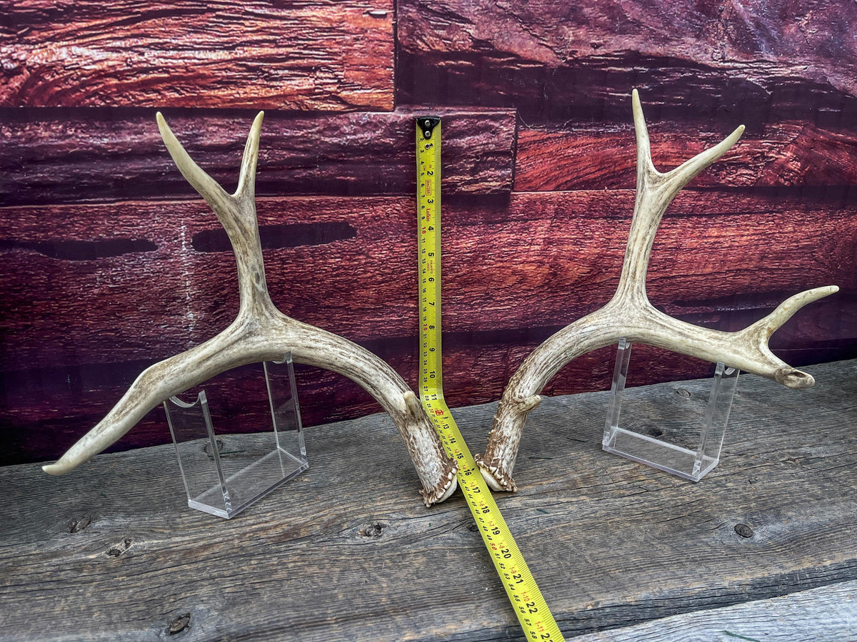 Classic Mule Deer Buck Antlers! For Decor, Crafting and More!