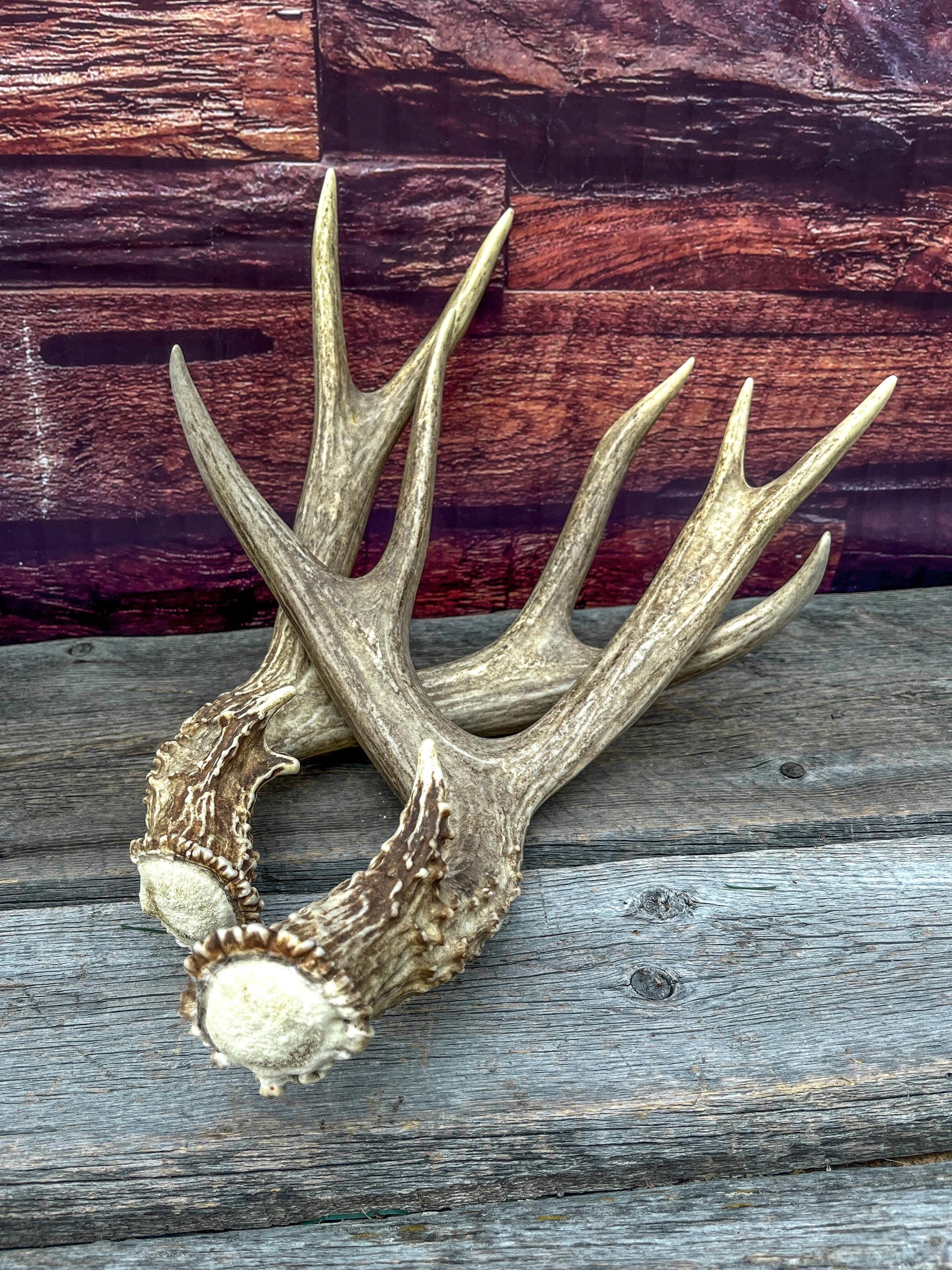 Large Mule Deer antlers. Exceptionally Fresh Canadian Deer Antlers for Crafting Decor and More