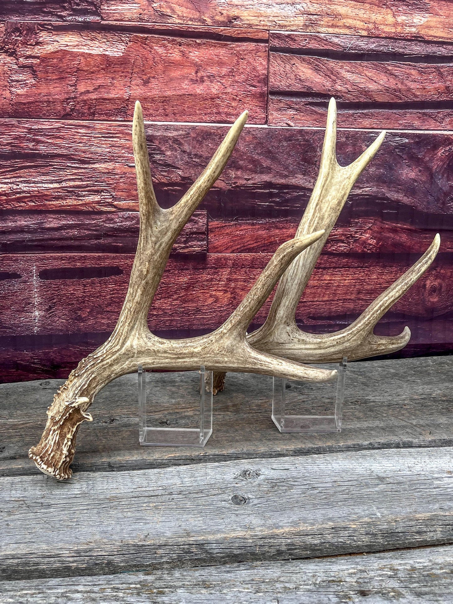 Large Mule Deer antlers. Exceptionally Fresh Canadian Deer Antlers for Crafting Decor and More