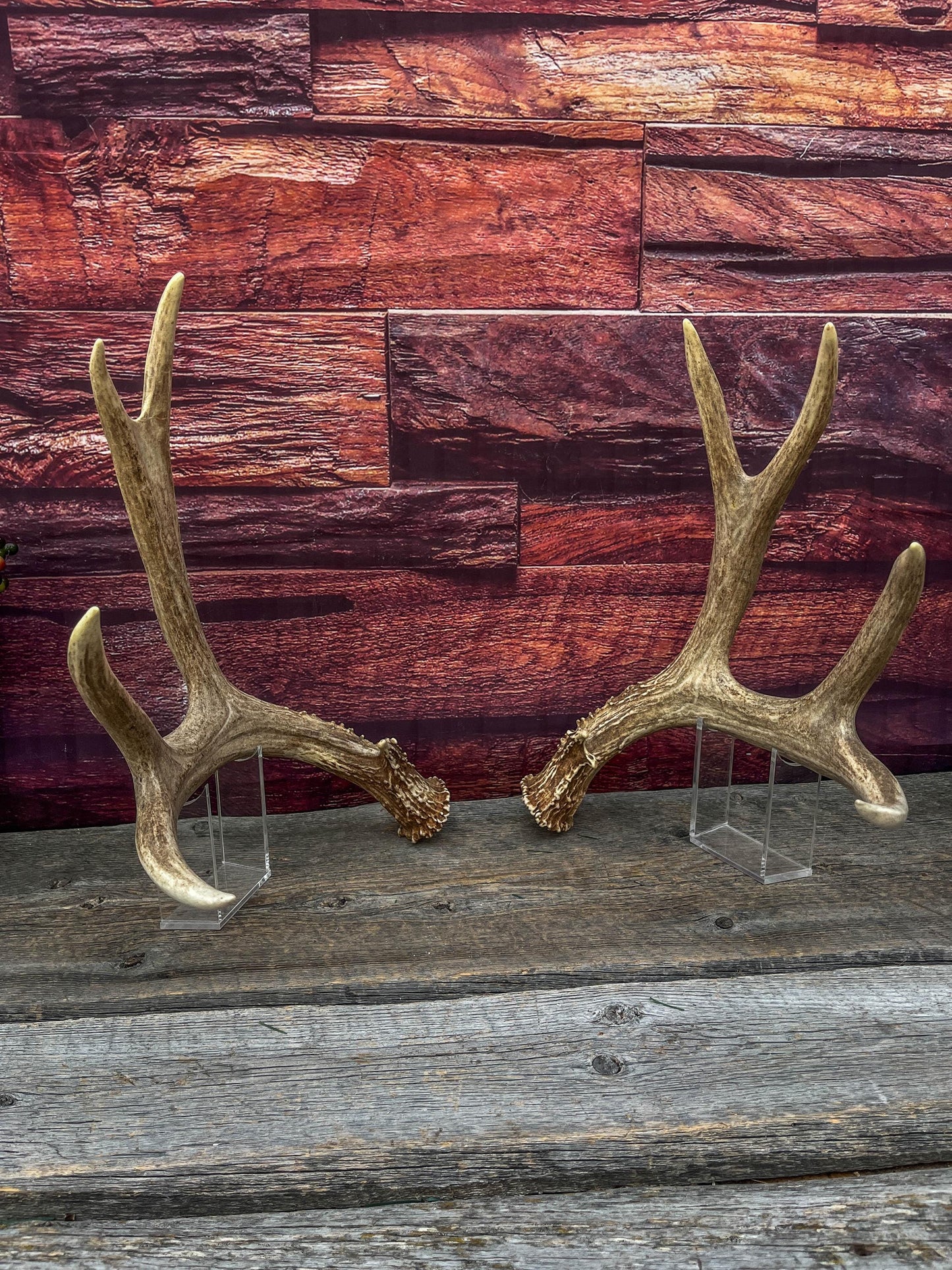 Large Mule Deer antlers. Exceptionally Fresh Canadian Deer Antlers for Crafting Decor and More