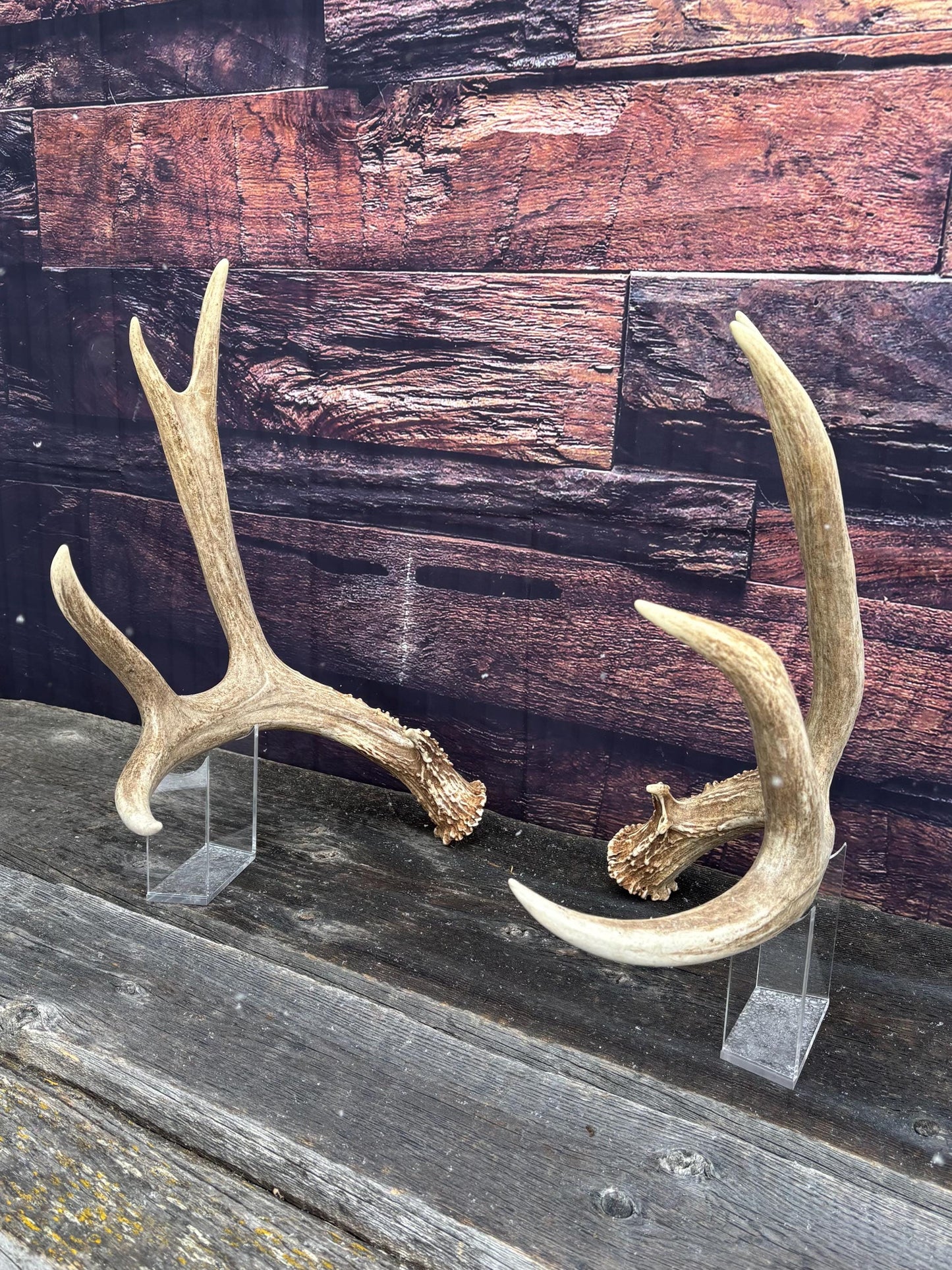 Large Mule Deer antlers. Exceptionally Fresh Canadian Deer Antlers for Crafting Decor and More