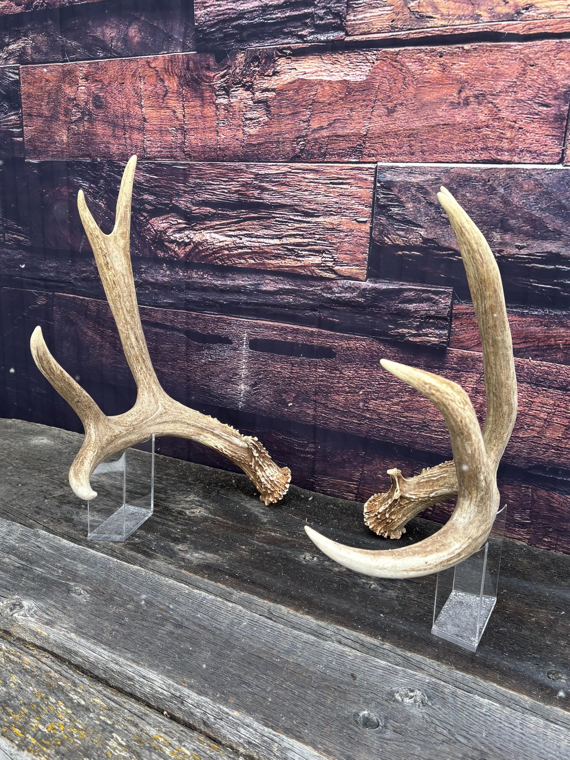 Large Mule Deer antlers. Exceptionally Fresh Canadian Deer Antlers for Crafting Decor and More