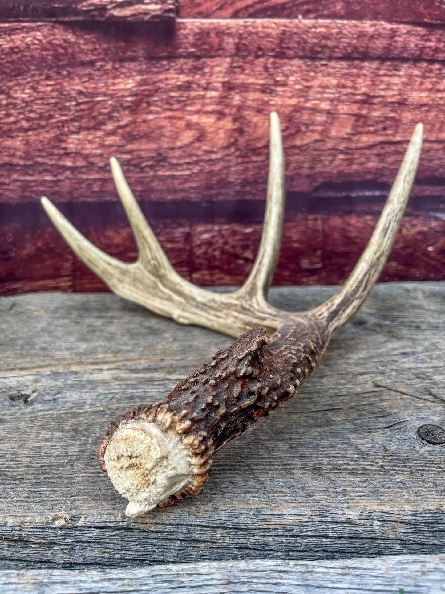 Deer Antler - Classic White-tailed deer Antler. Wild 5pt antler for decor, design, and more!