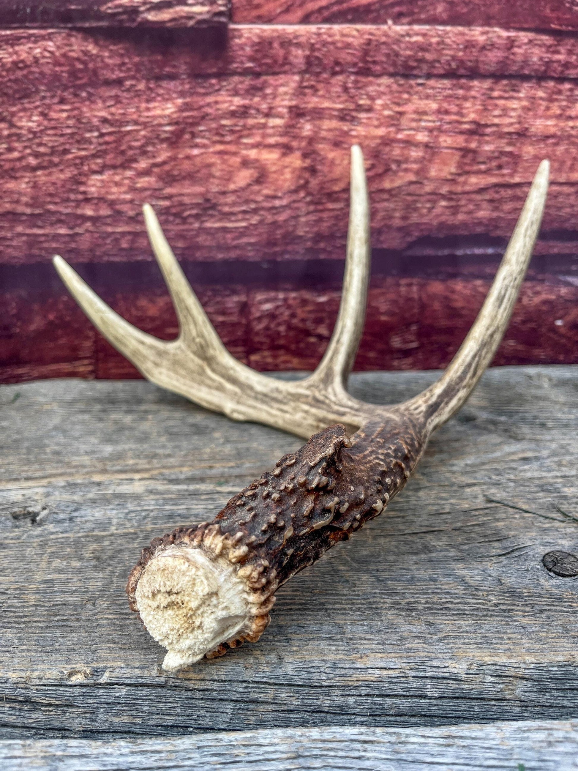 Deer Antler - Classic White-tailed deer Antler. Wild 5pt antler for decor, design, and more!