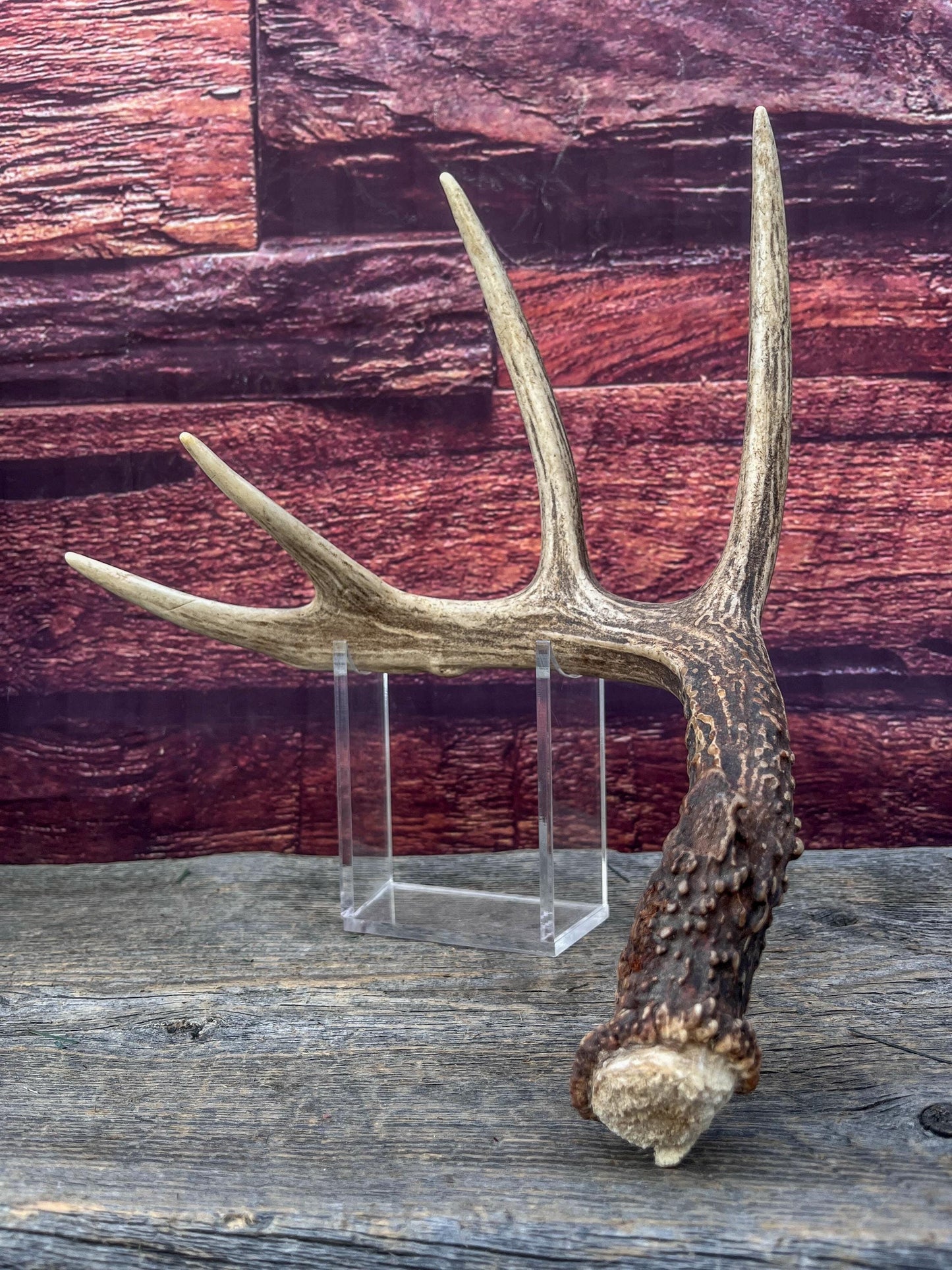 Deer Antler - Classic White-tailed deer Antler. Wild 5pt antler for decor, design, and more!