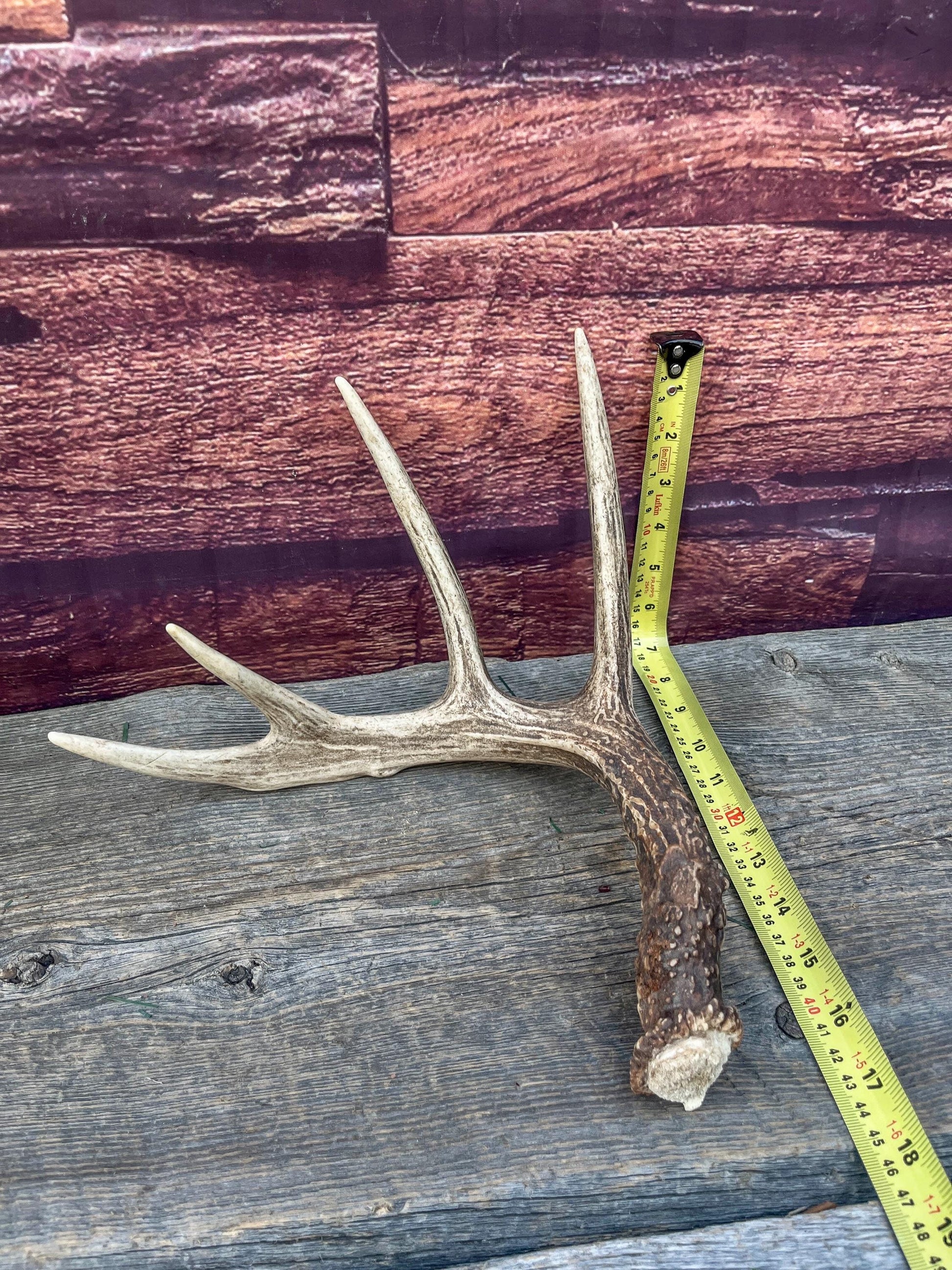 Deer Antler - Classic White-tailed deer Antler. Wild 5pt antler for decor, design, and more!