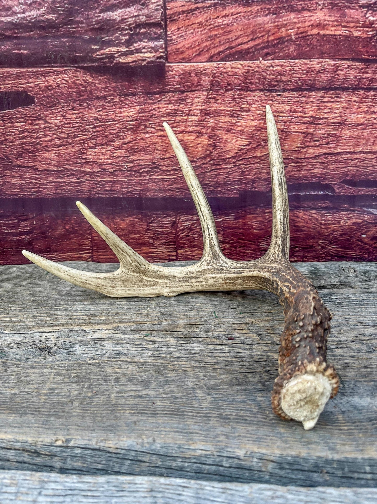 Deer Antler - Classic White-tailed deer Antler. Wild 5pt antler for decor, design, and more!