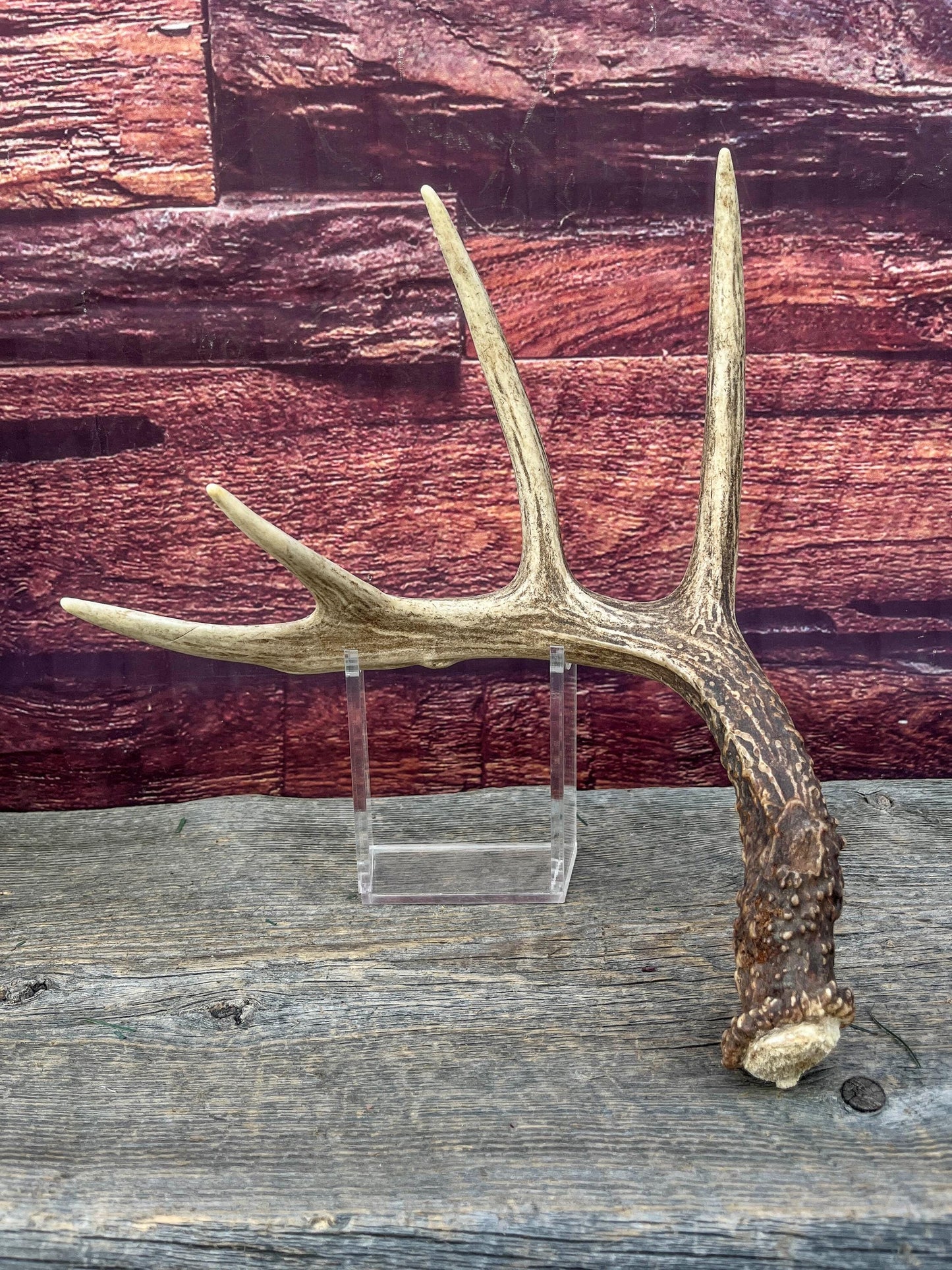 Deer Antler - Classic White-tailed deer Antler. Wild 5pt antler for decor, design, and more!