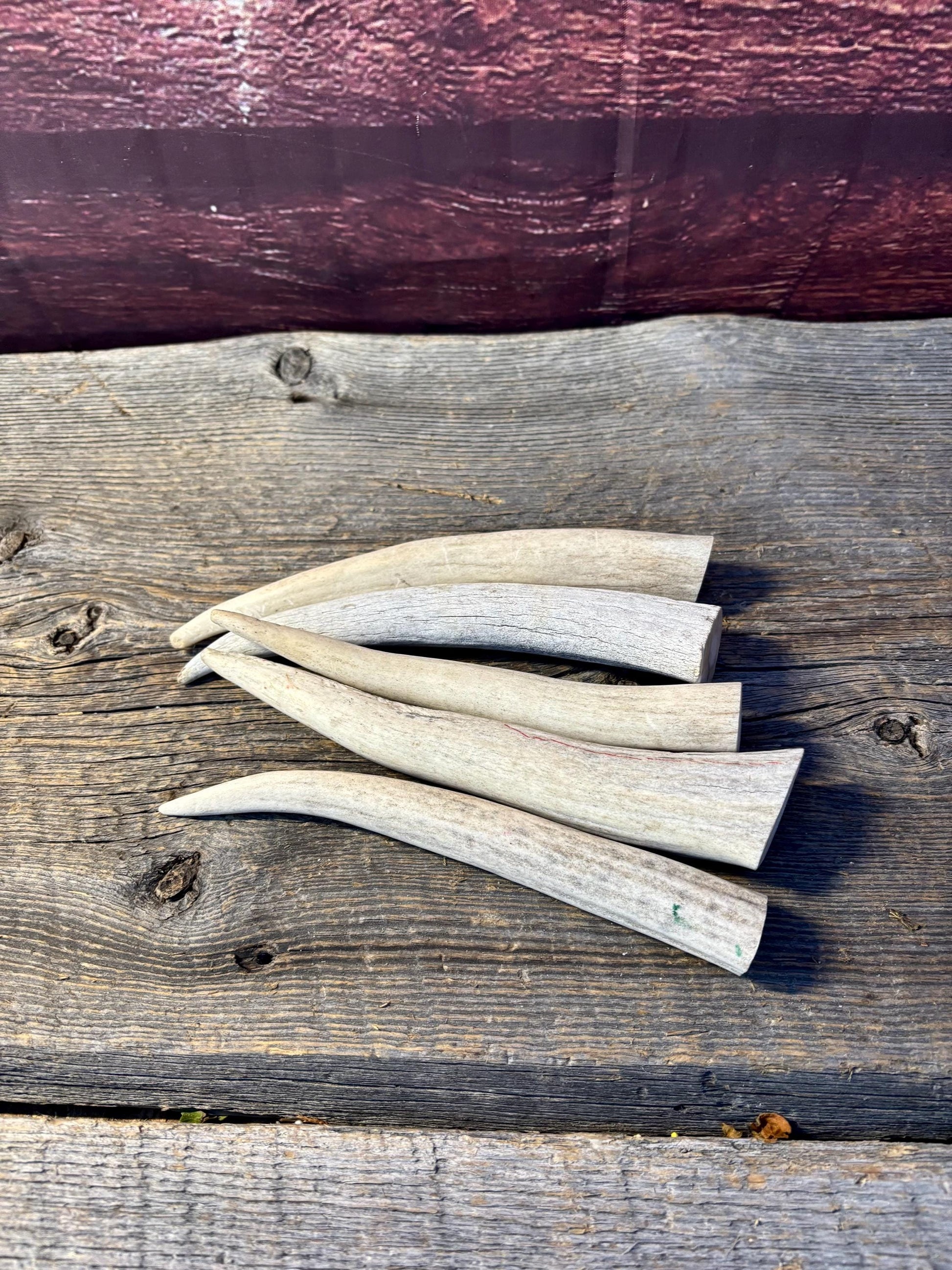 Antler Tips - 5 Pack of 6"-8" Tine Tips or "Dinosaur Teeth" for Crafting, Decor and More