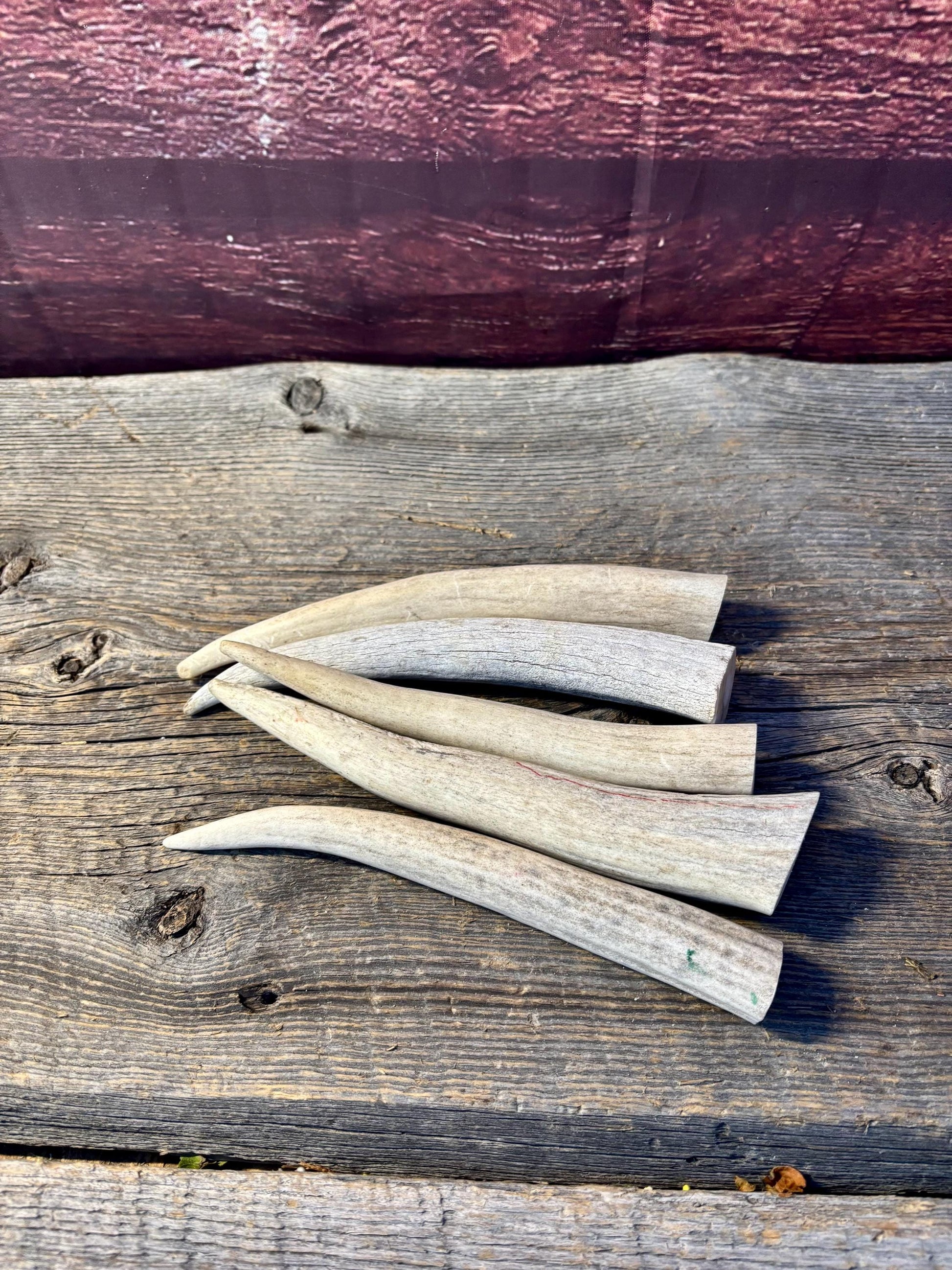 Antler Tips - 5 Pack of 6"-8" Tine Tips or "Dinosaur Teeth" for Crafting, Decor and More