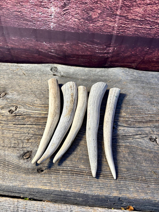 Antler Tips - 5 Pack of 6"-8" Tine Tips or "Dinosaur Teeth" for Crafting, Decor and More