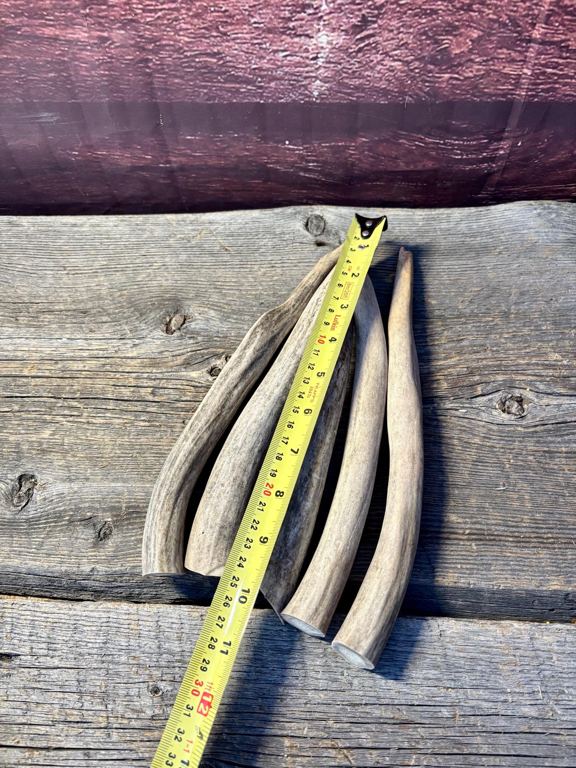 Antler Tips - 5 Pack of 8"-11" Tine Tips or "Dinosaur Teeth" for Crafting, Decor and More