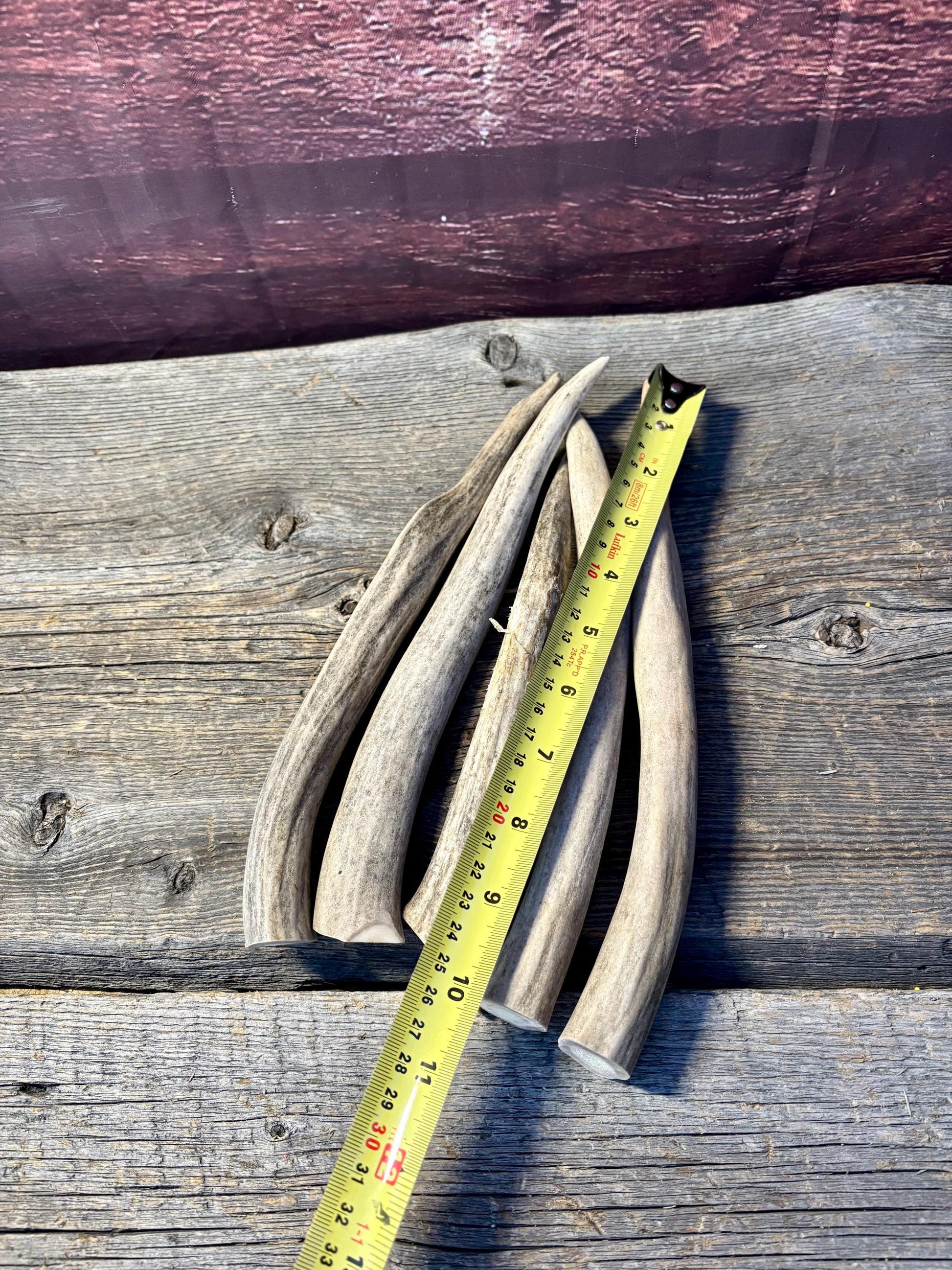 Antler Tips - 5 Pack of 8"-11" Tine Tips or "Dinosaur Teeth" for Crafting, Decor and More