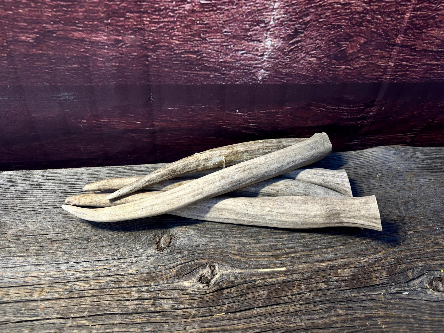Antler Tips - 5 Pack of 8"-11" Tine Tips or "Dinosaur Teeth" for Crafting, Decor and More