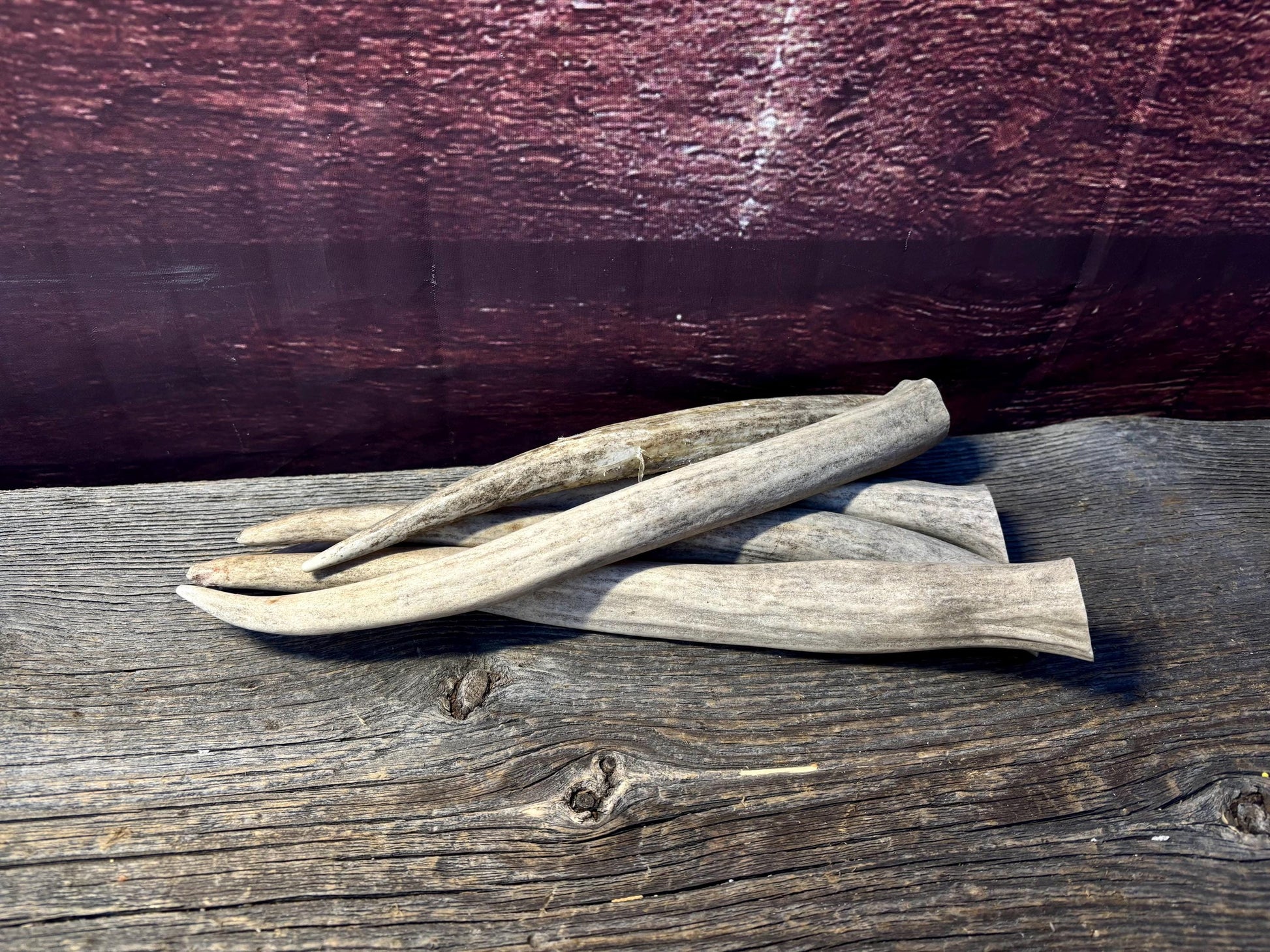 Antler Tips - 5 Pack of 8"-11" Tine Tips or "Dinosaur Teeth" for Crafting, Decor and More