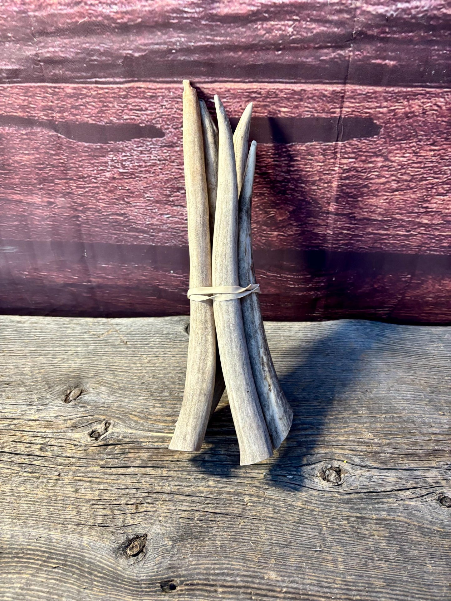 Antler Tips - 5 Pack of 8"-11" Tine Tips or "Dinosaur Teeth" for Crafting, Decor and More