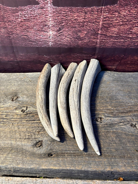 Moose Antler Tips - 5 Pack of 9"-12" Tips or "Dinosaur Teeth" for Crafting, Decor and More