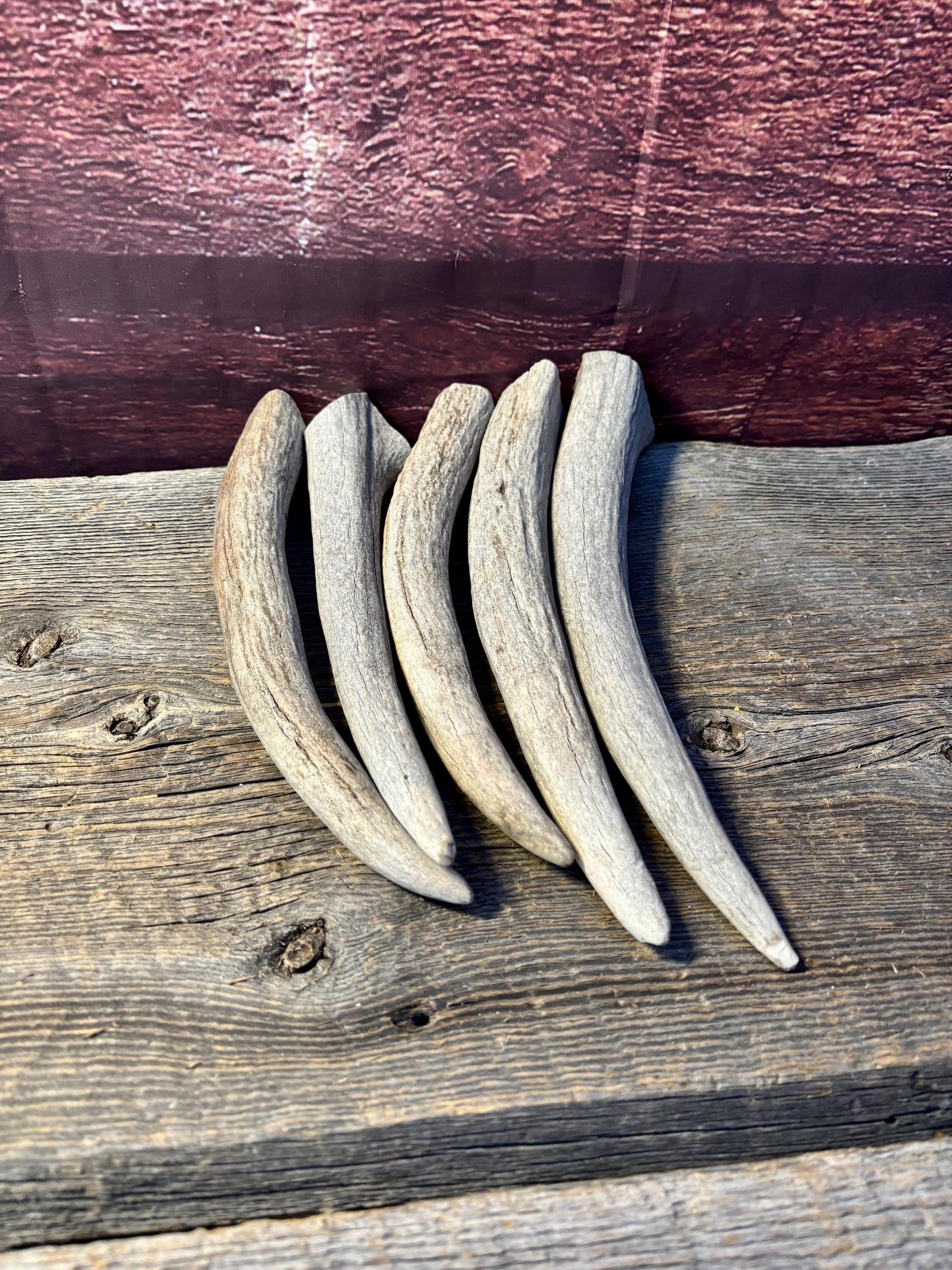 Moose Antler Tips - 5 Pack of 9"-12" Tips or "Dinosaur Teeth" for Crafting, Decor and More