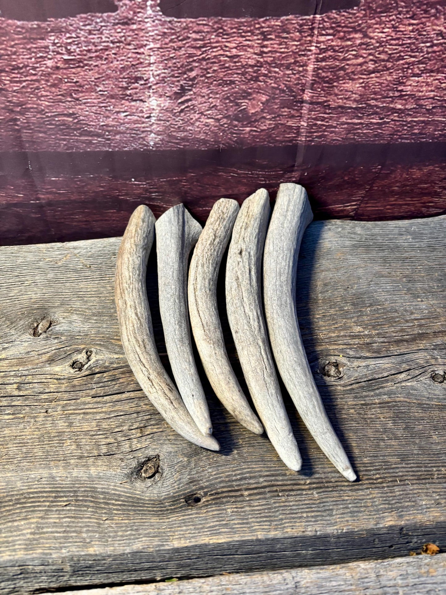 Moose Antler Tips - 5 Pack of 9"-12" Tips or "Dinosaur Teeth" for Crafting, Decor and More