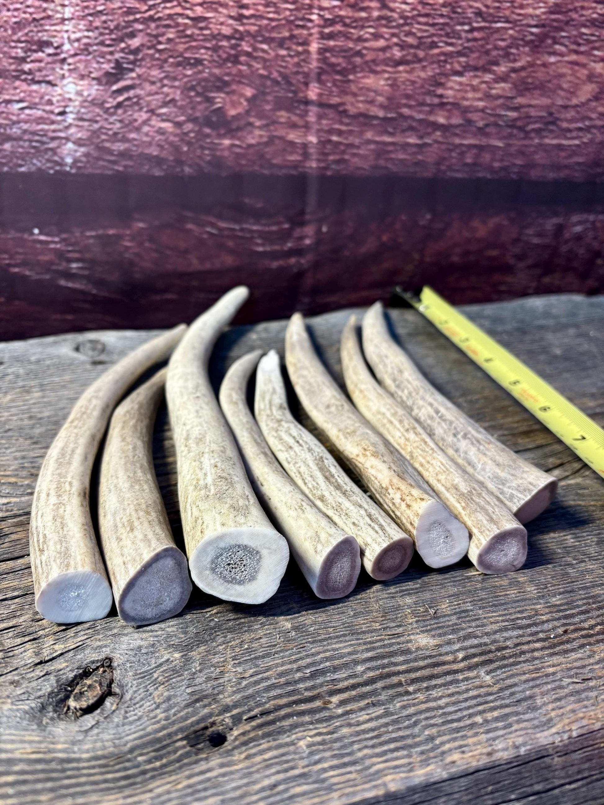 Antler Tips - 1.2lbs (8pcs) Premium Antler tips for Crafting decor and more.