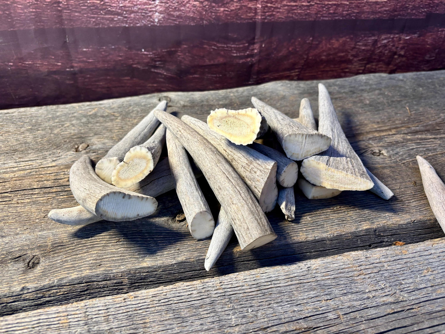 Moose Antler Tips - 2.7pbs (16pcs) Premium Antler tips for Crafting decor and more.