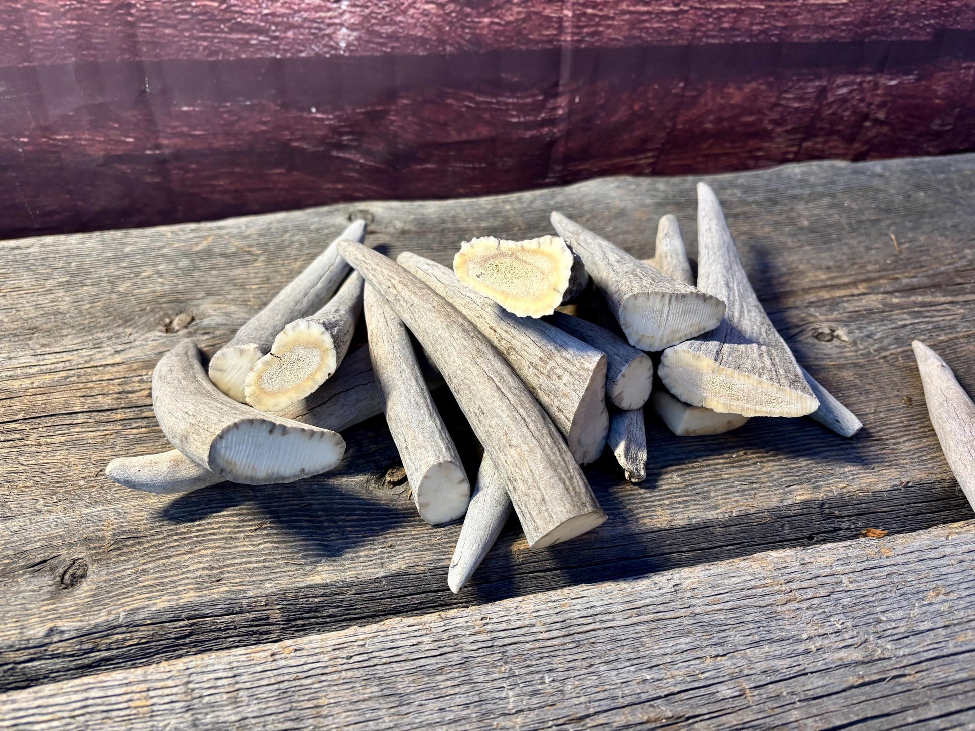 Moose Antler Tips - 2.7pbs (16pcs) Premium Antler tips for Crafting decor and more.