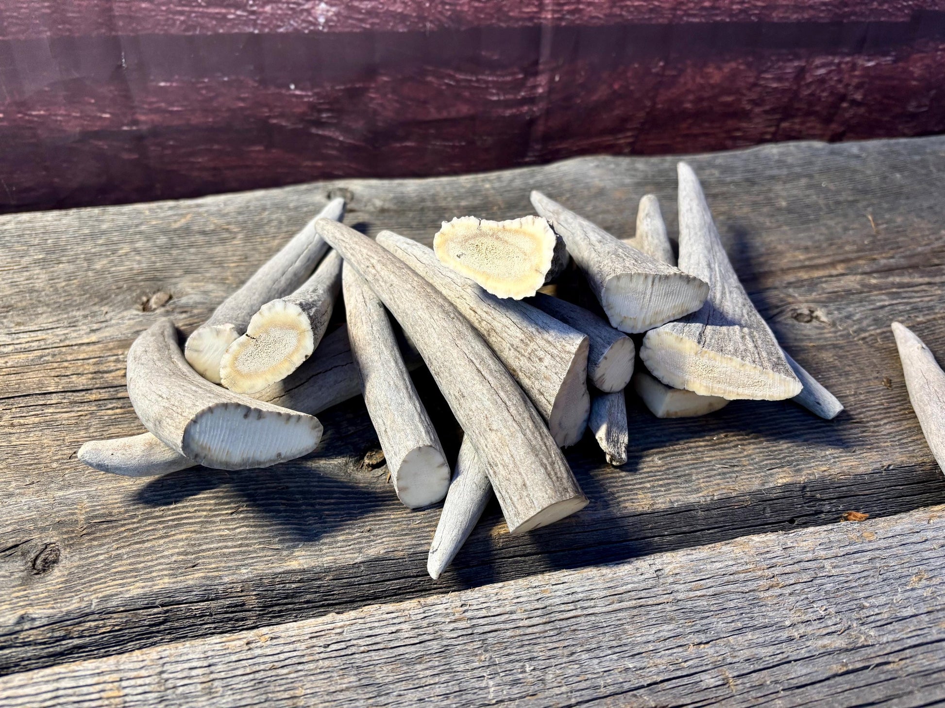 Moose Antler Tips - 2.7pbs (16pcs) Premium Antler tips for Crafting decor and more.