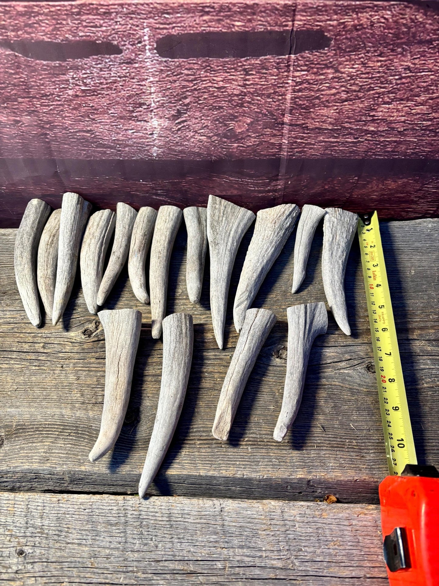 Moose Antler Tips - 2.7pbs (16pcs) Premium Antler tips for Crafting decor and more.