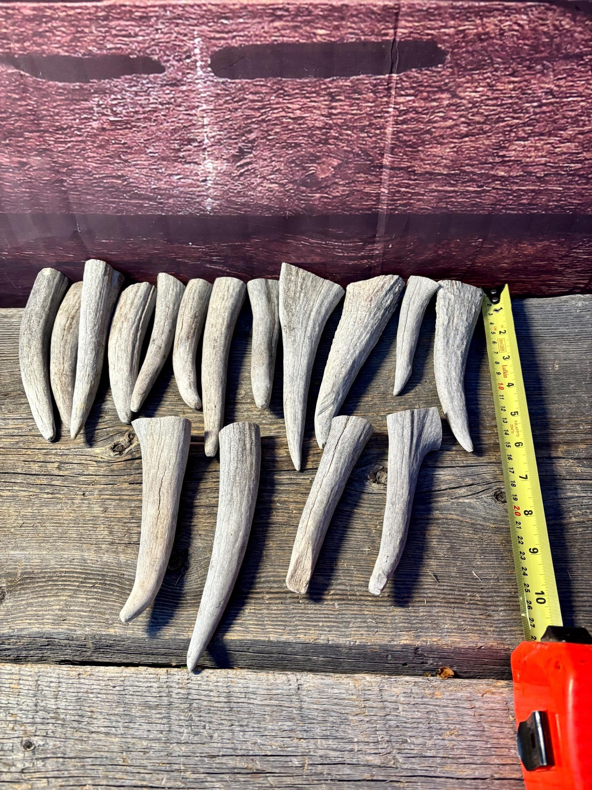 Moose Antler Tips - 2.7pbs (16pcs) Premium Antler tips for Crafting decor and more.