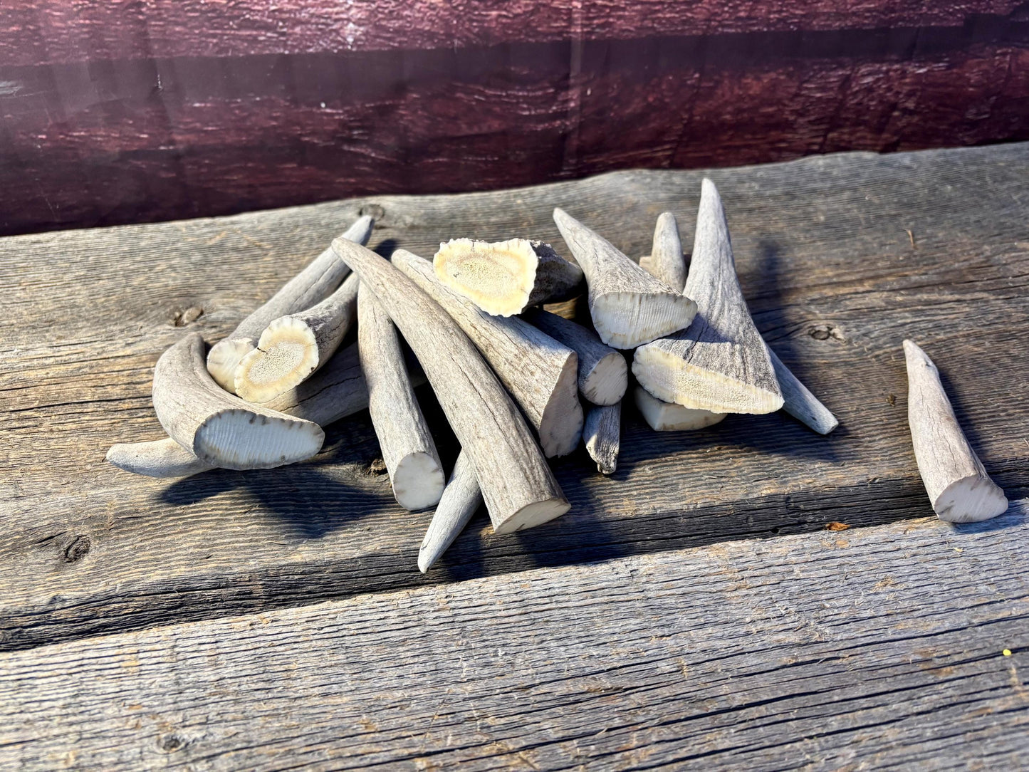 Moose Antler Tips - 2.7pbs (16pcs) Premium Antler tips for Crafting decor and more.