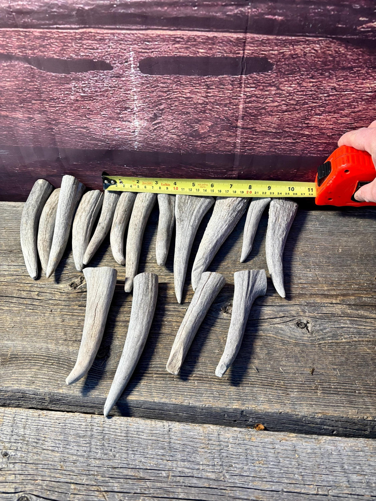 Moose Antler Tips - 2.7pbs (16pcs) Antler tips for Crafting decor and more. 4-7” variable length